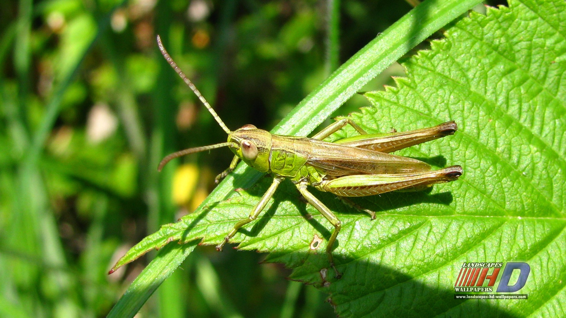 Grasshopper 1920x1080
