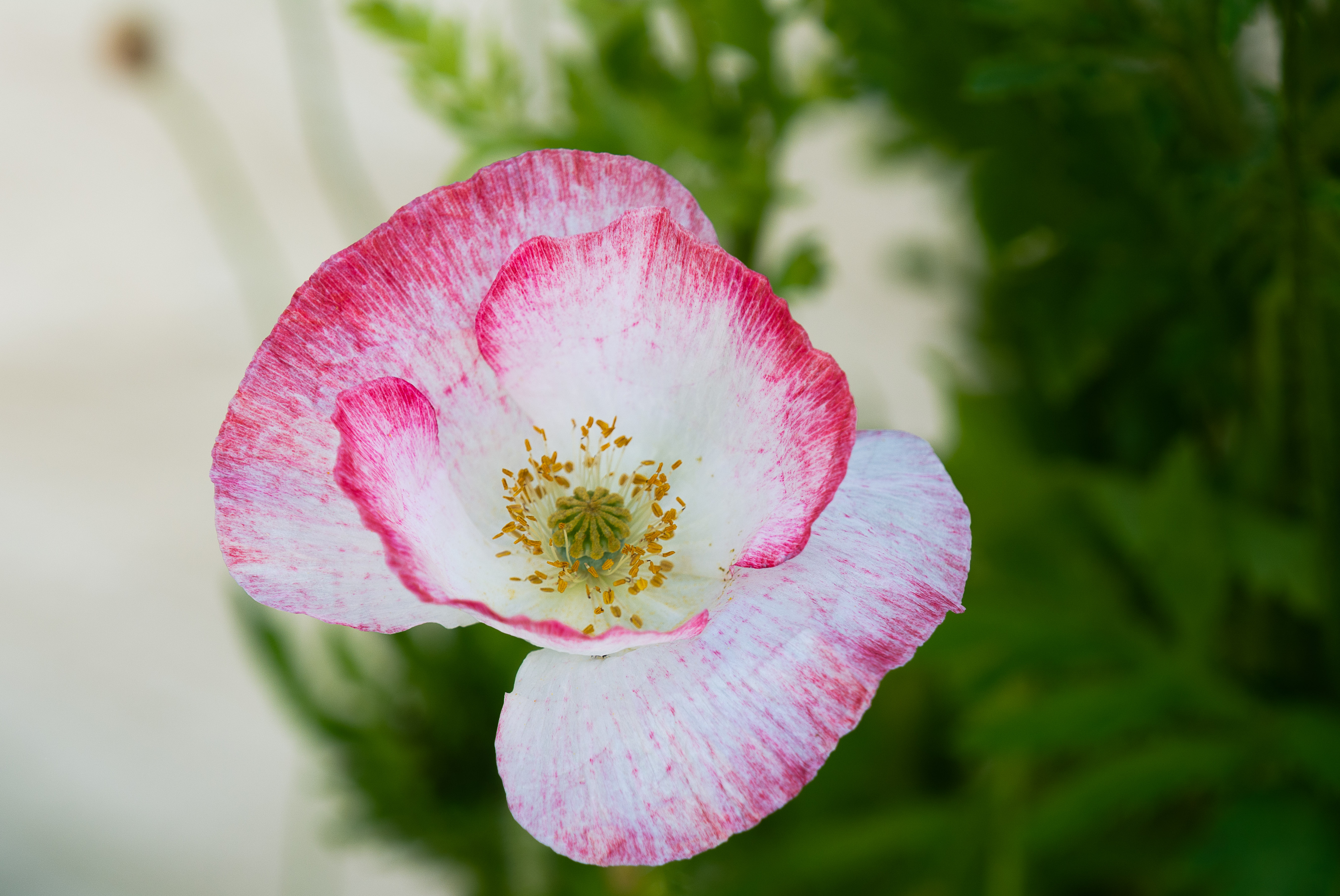 Flowers Poppies Plants Colorful 5350x3578