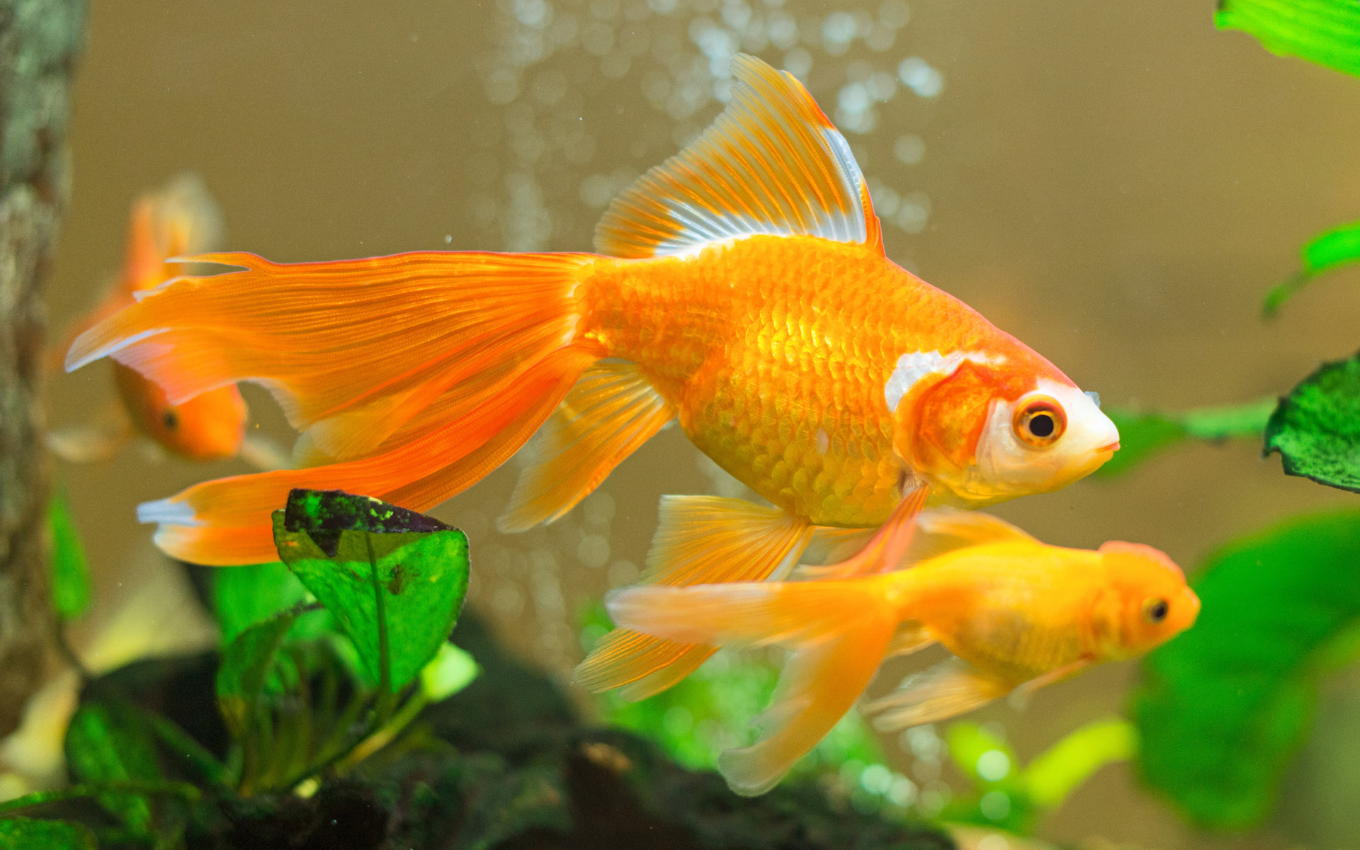 Aquarium Fish Goldfish 1920x1200