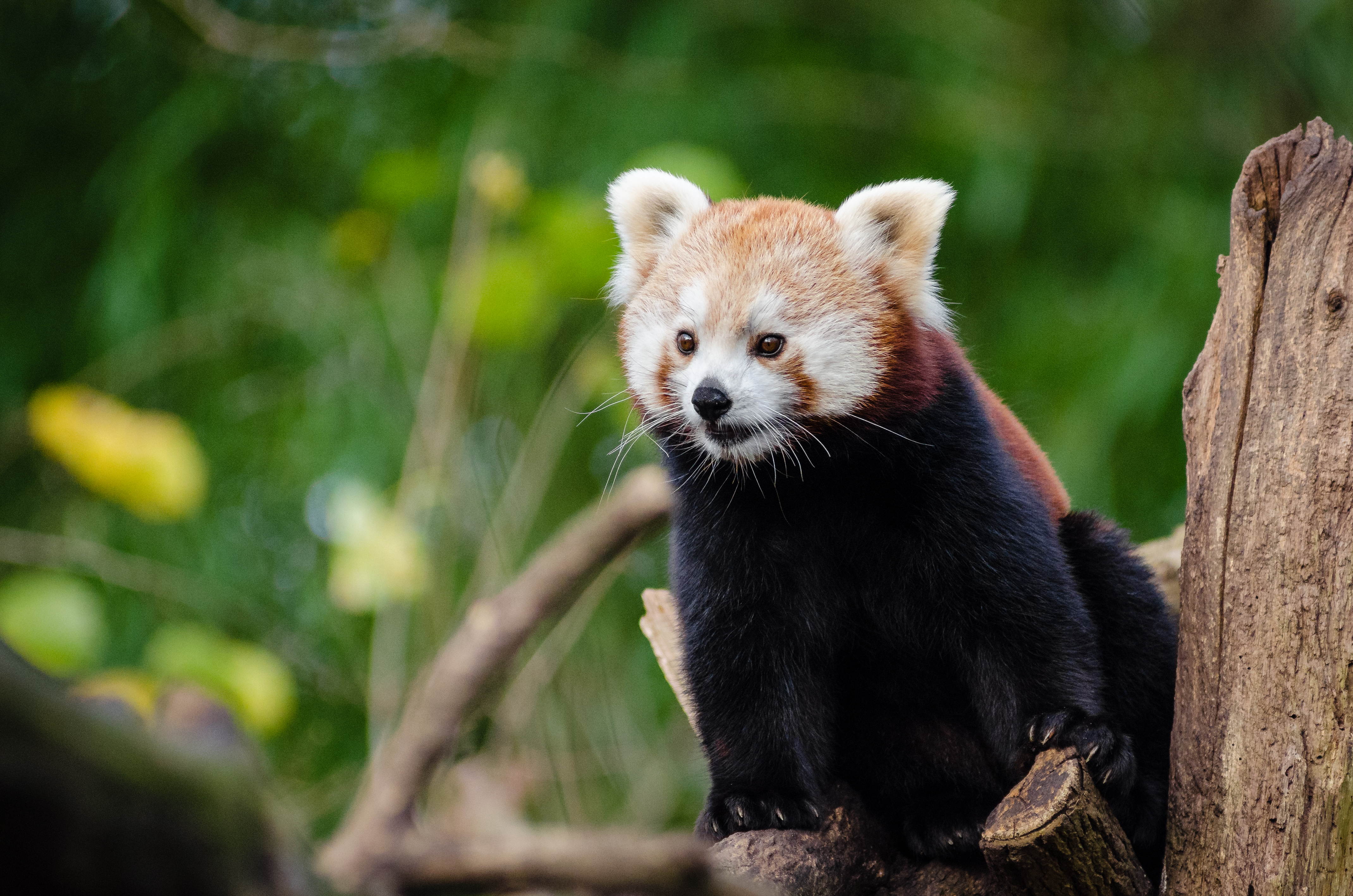 Red Panda Zoo 4280x2835