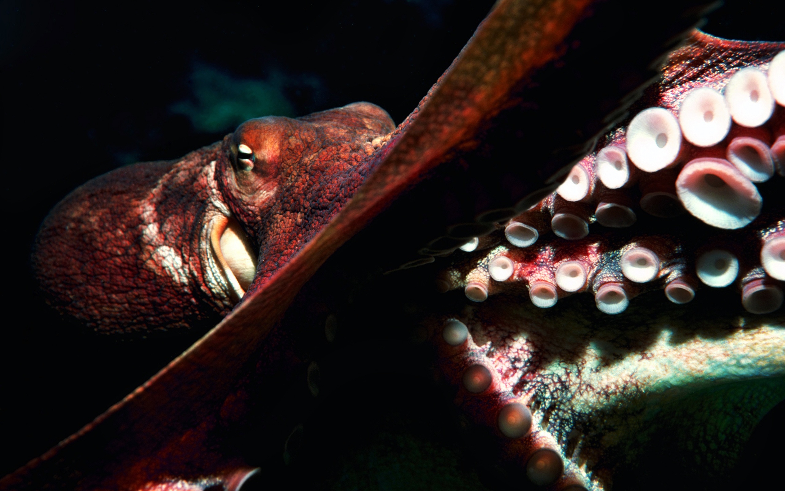 Animal Octopus 2560x1600