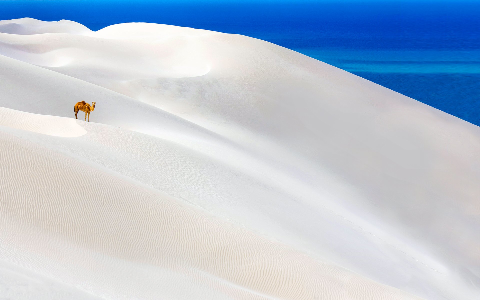 Animal Blue Camel Desert Horizon Sunny White 1920x1200