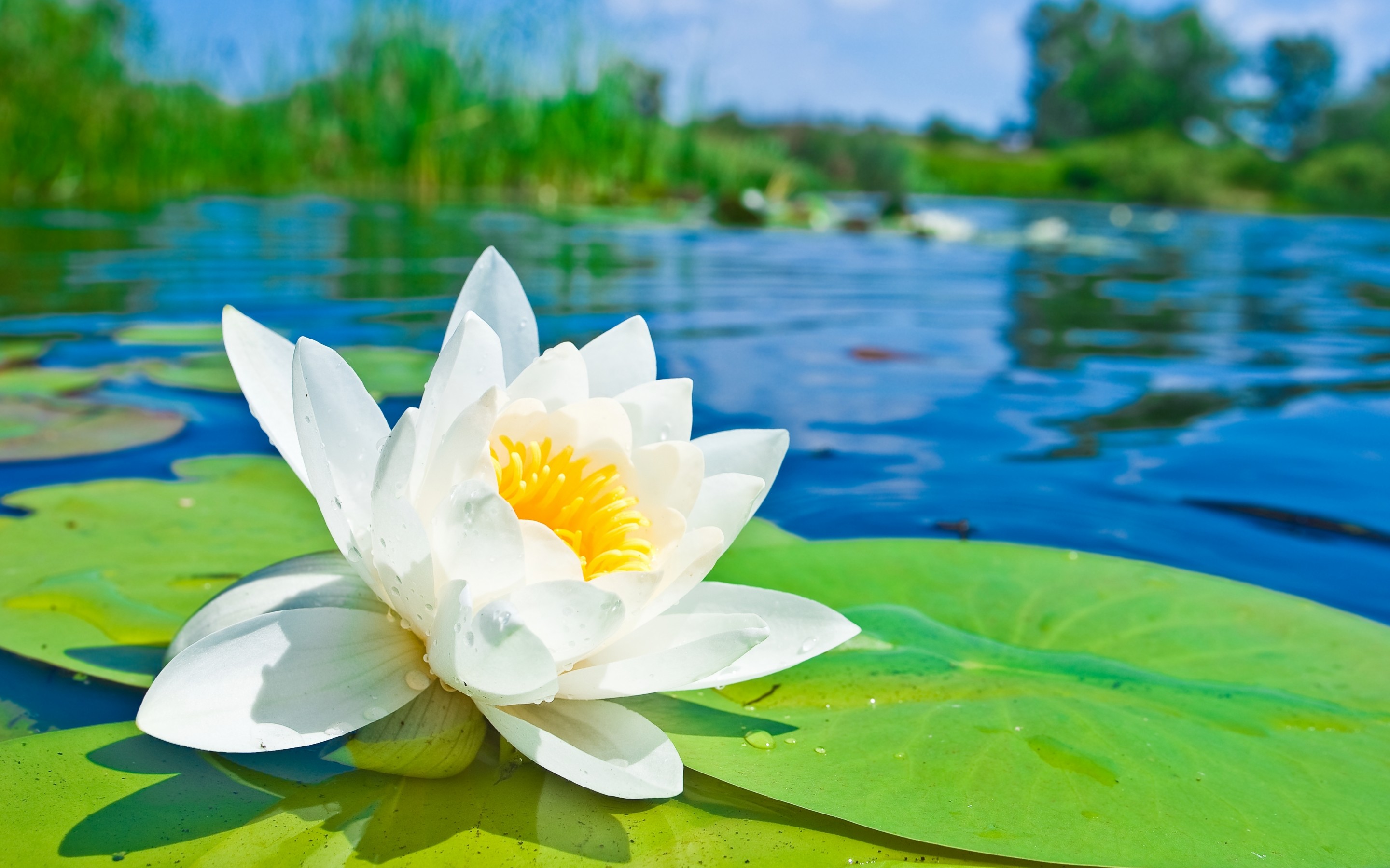Close Up Flower Lily Pad Nature Water Lily White Flower 2880x1800