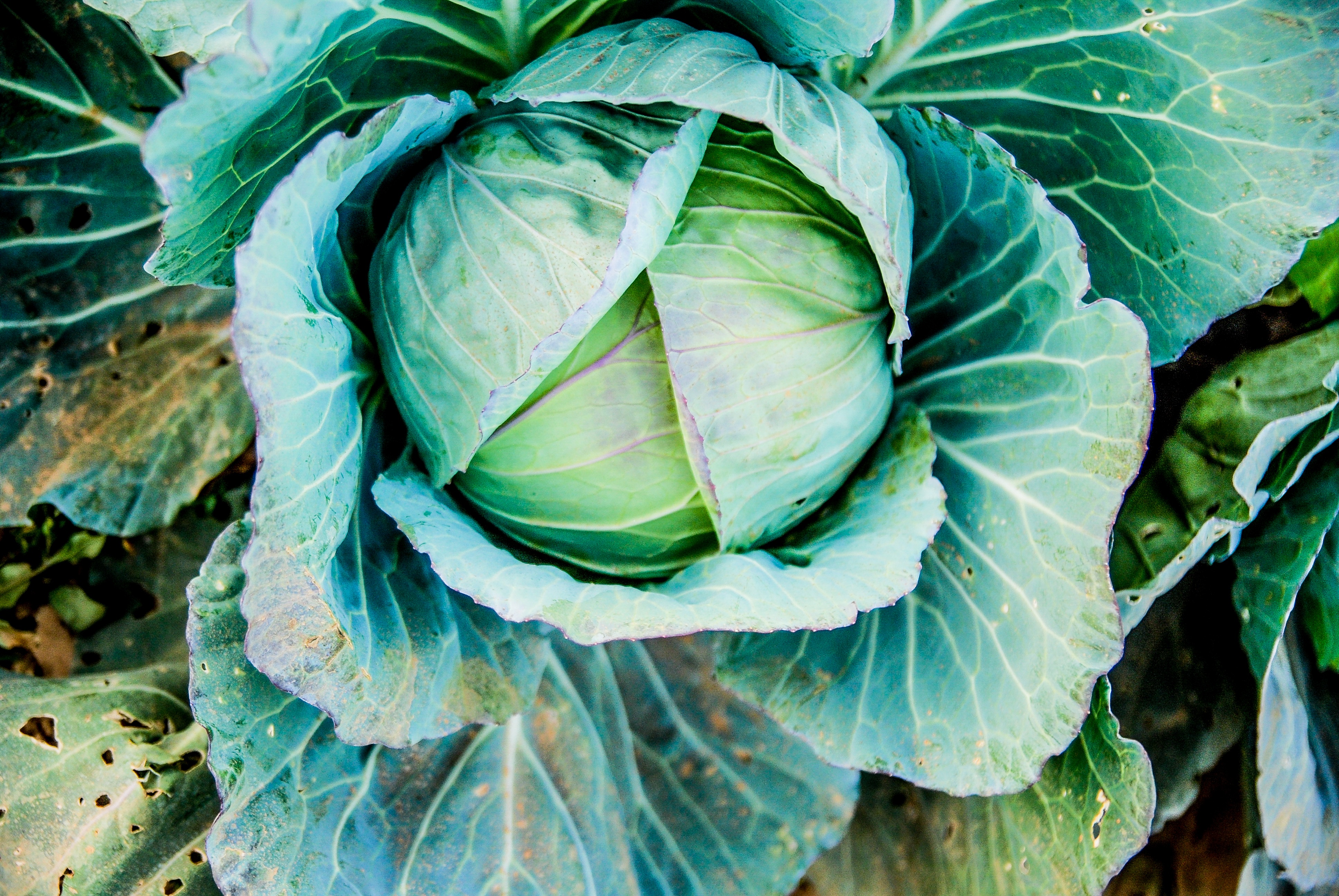 Cabbage Vegetable 3872x2592