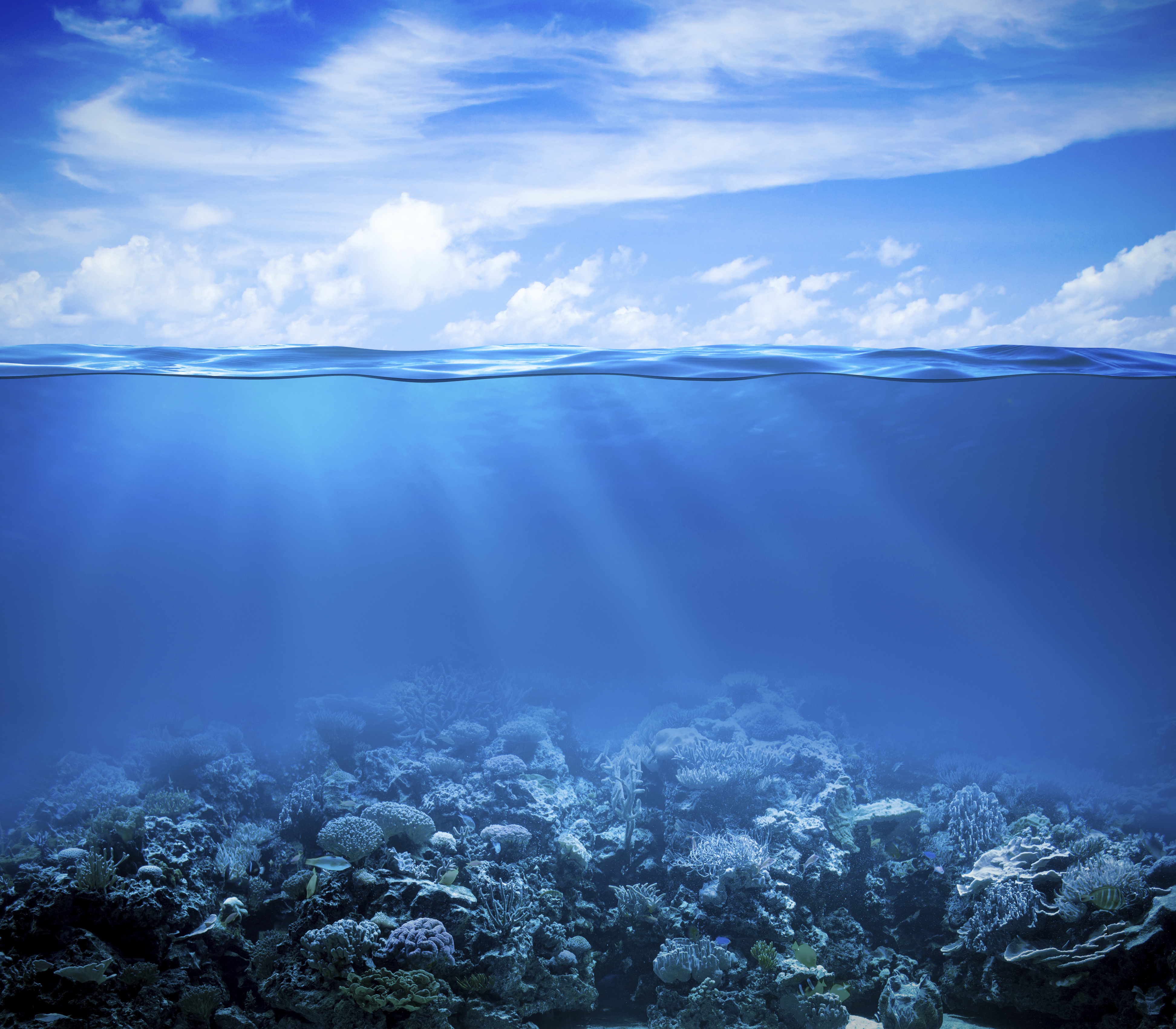 Coral Reef Ocean Sea Underwater 3888x3400