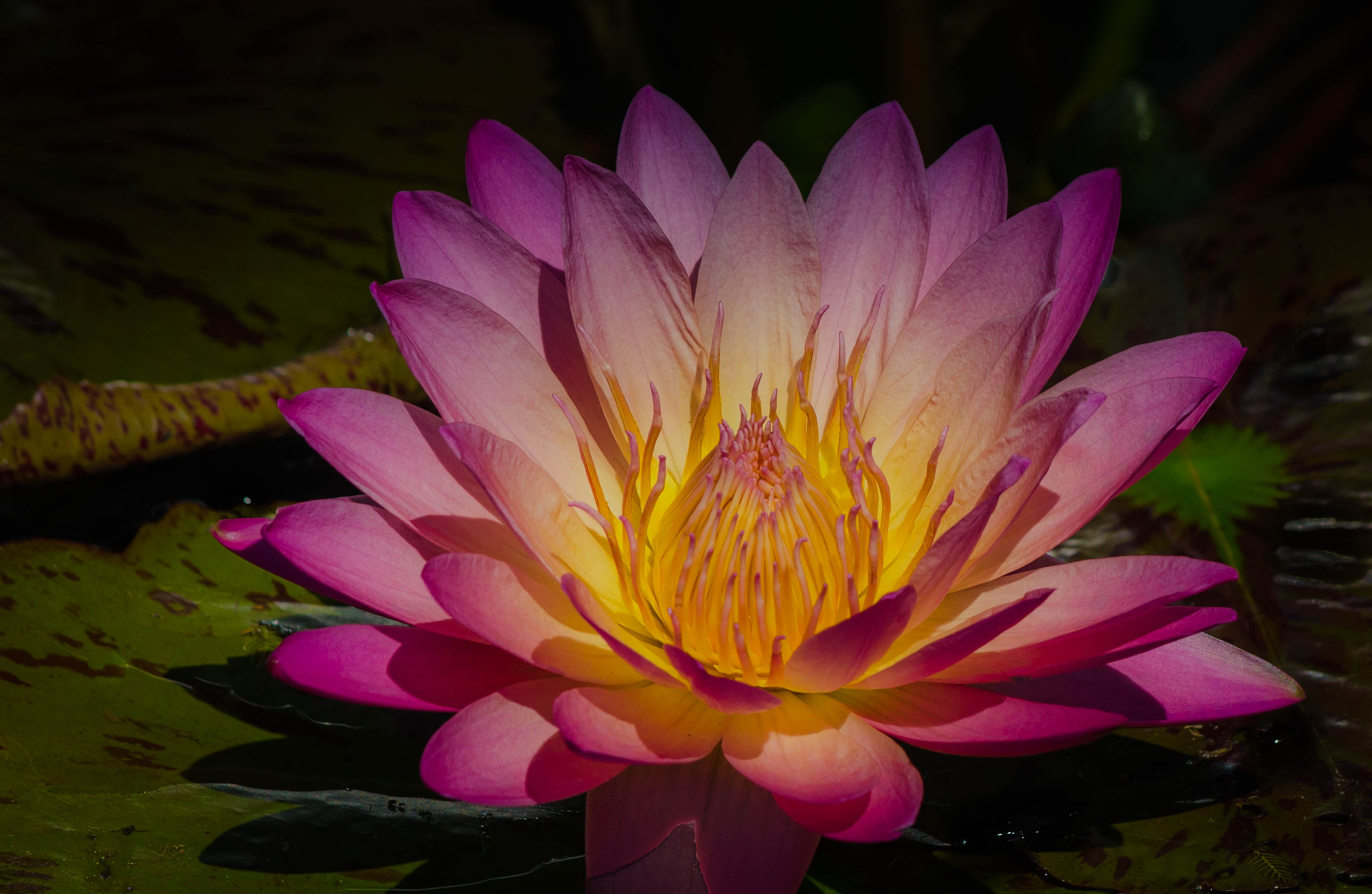 Earth Flower Lily Pad Pink Flower Water Lily 2962x1929