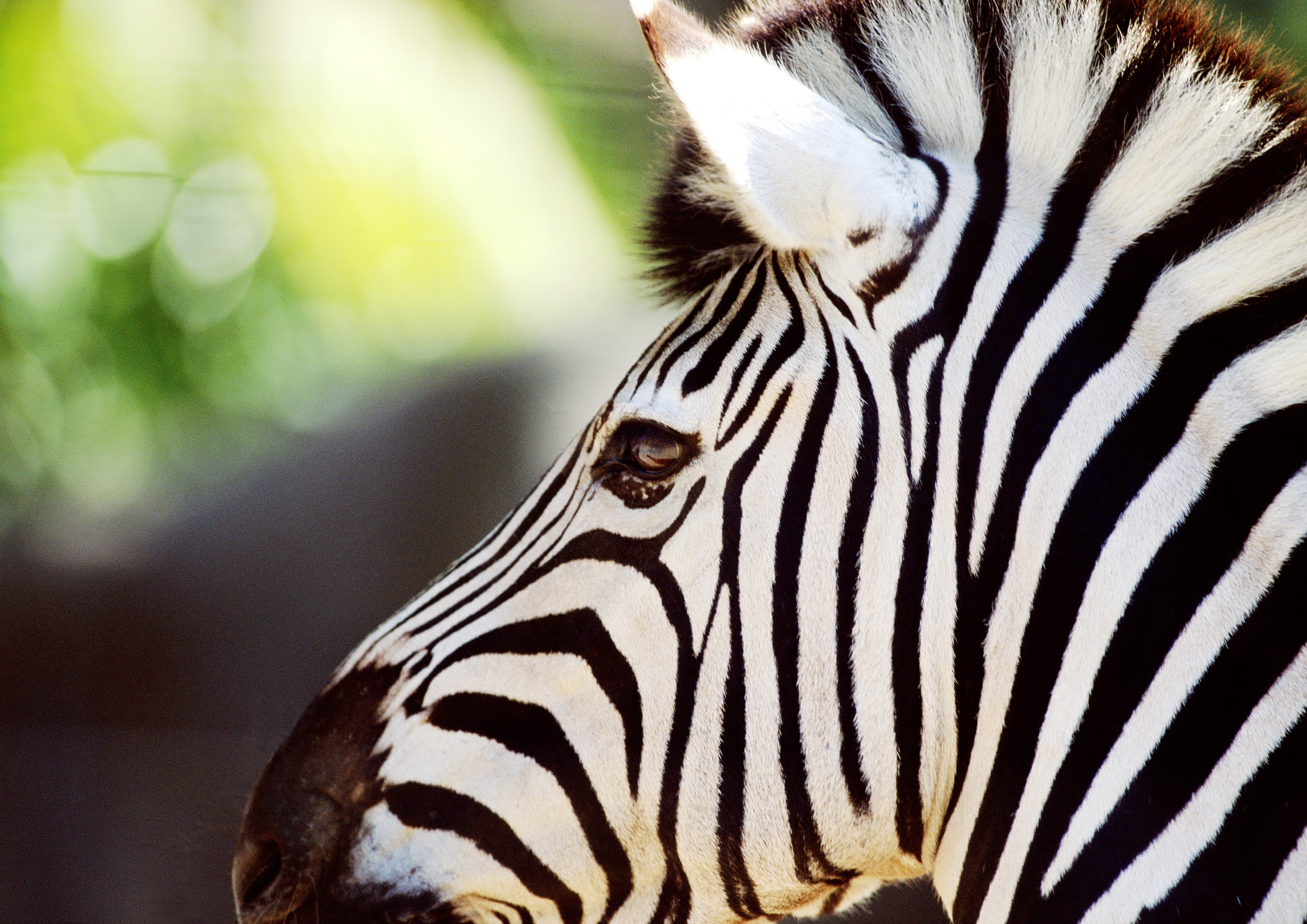 Animal Zebra 4961x3508