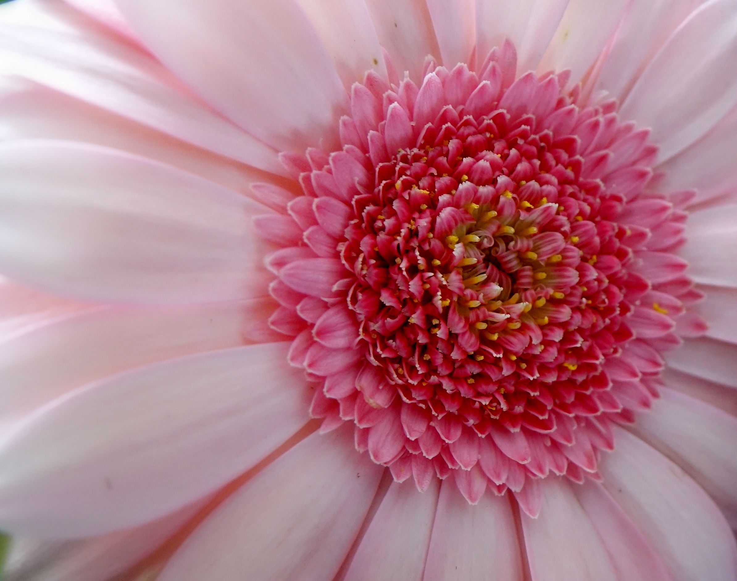 Daisy Pink Flower 2388x1881