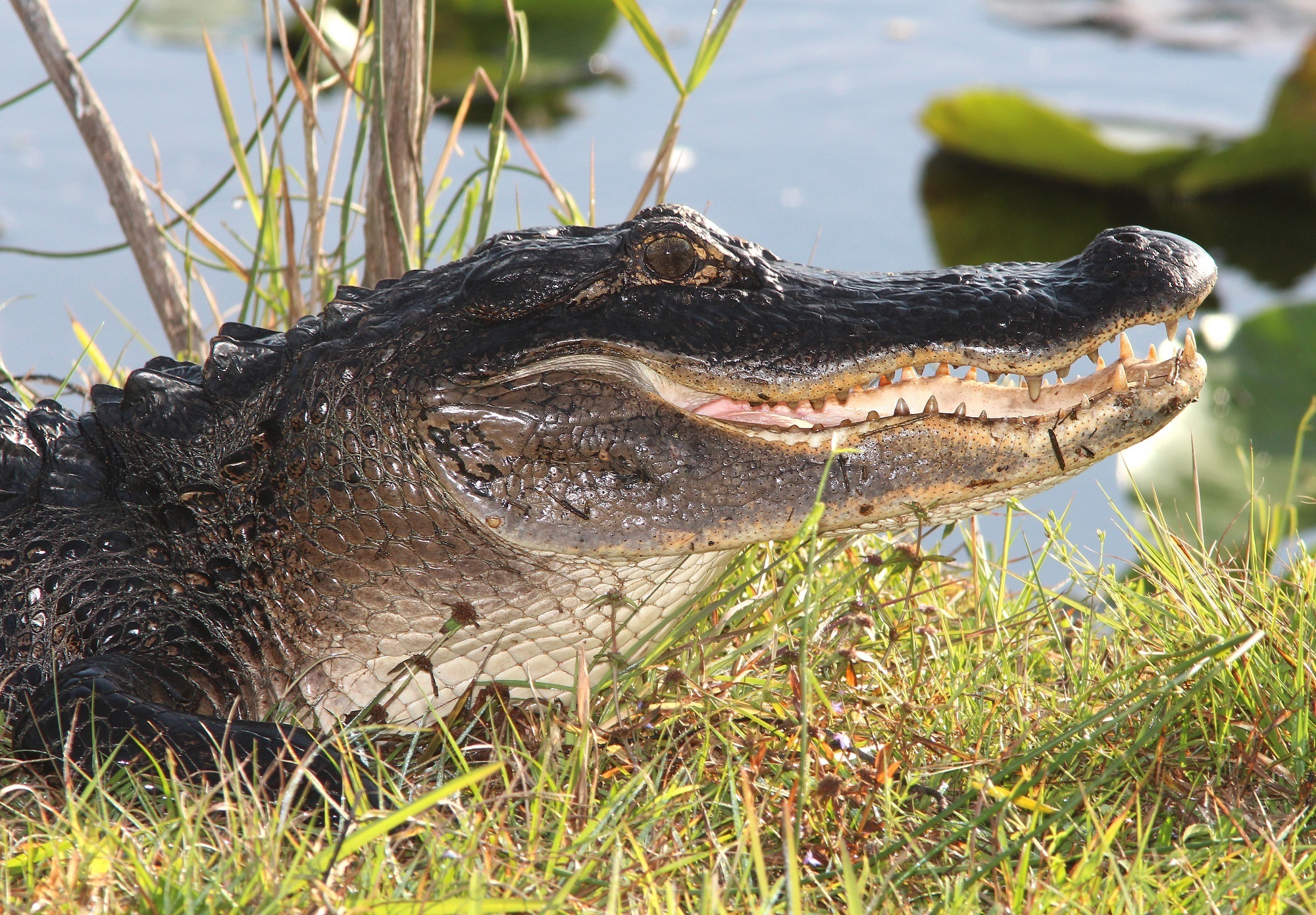 Alligator Close Up Head Reptile Wildlife Predator Animal 2000x1390