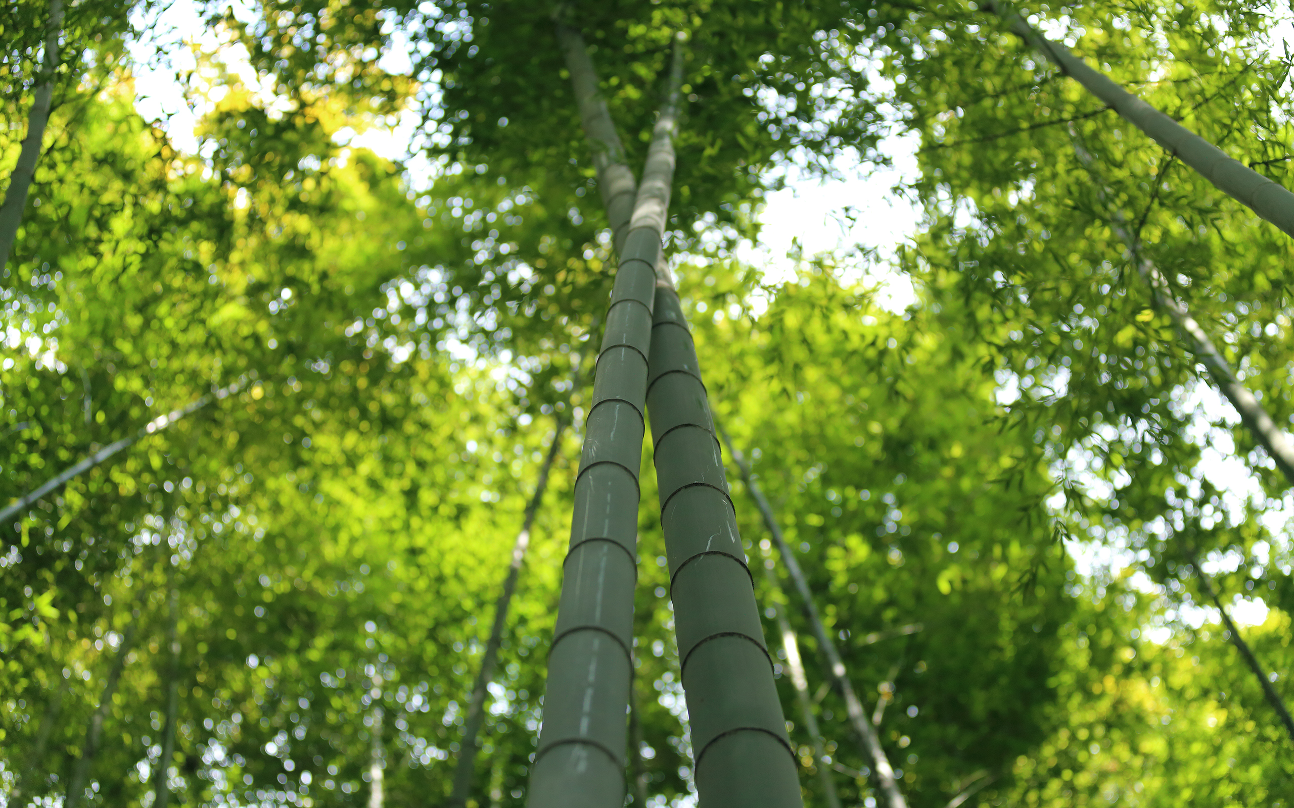 Earth Bamboo 2560x1600