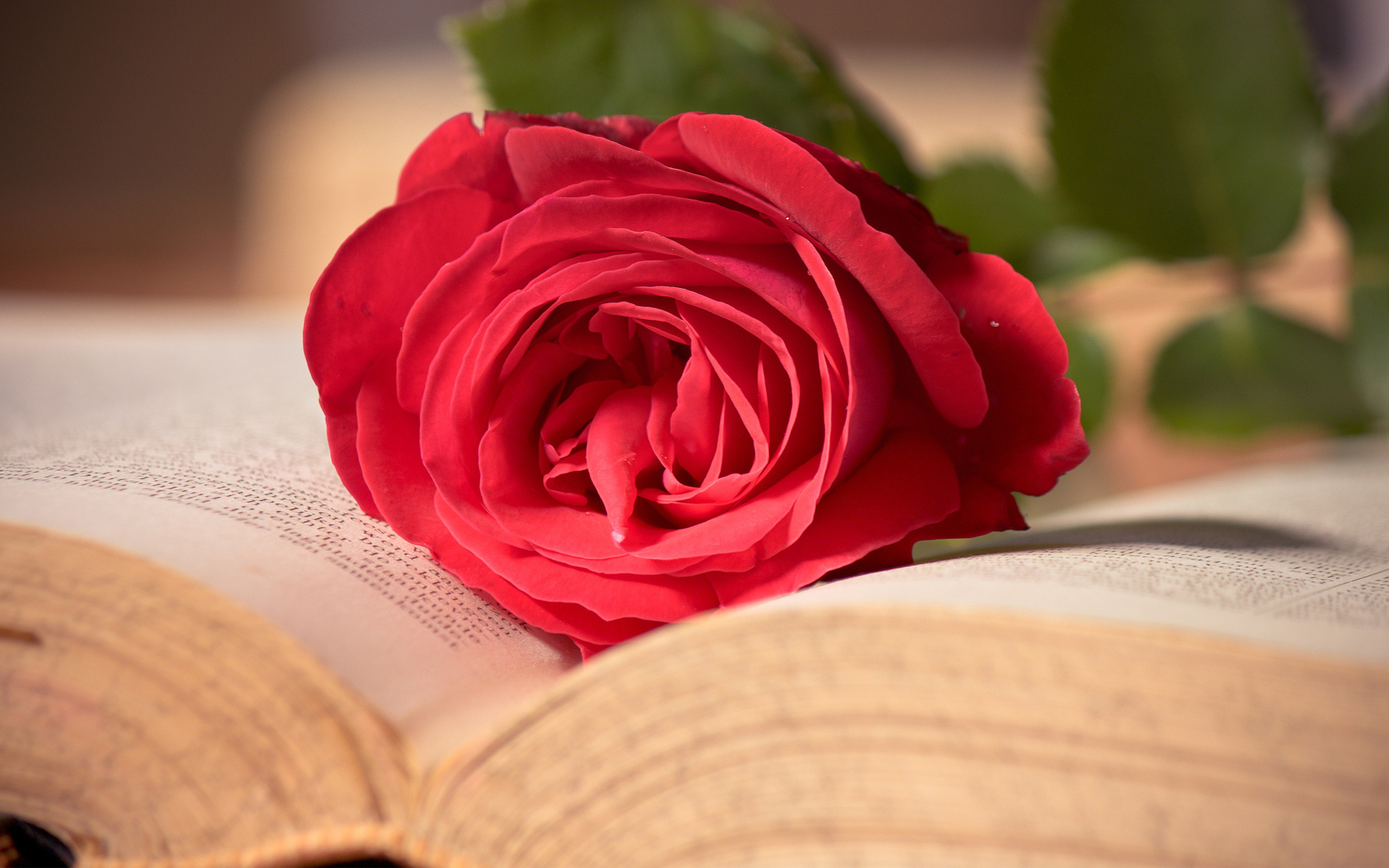 Book Flower Love Mood Romantic Rose 1920x1200