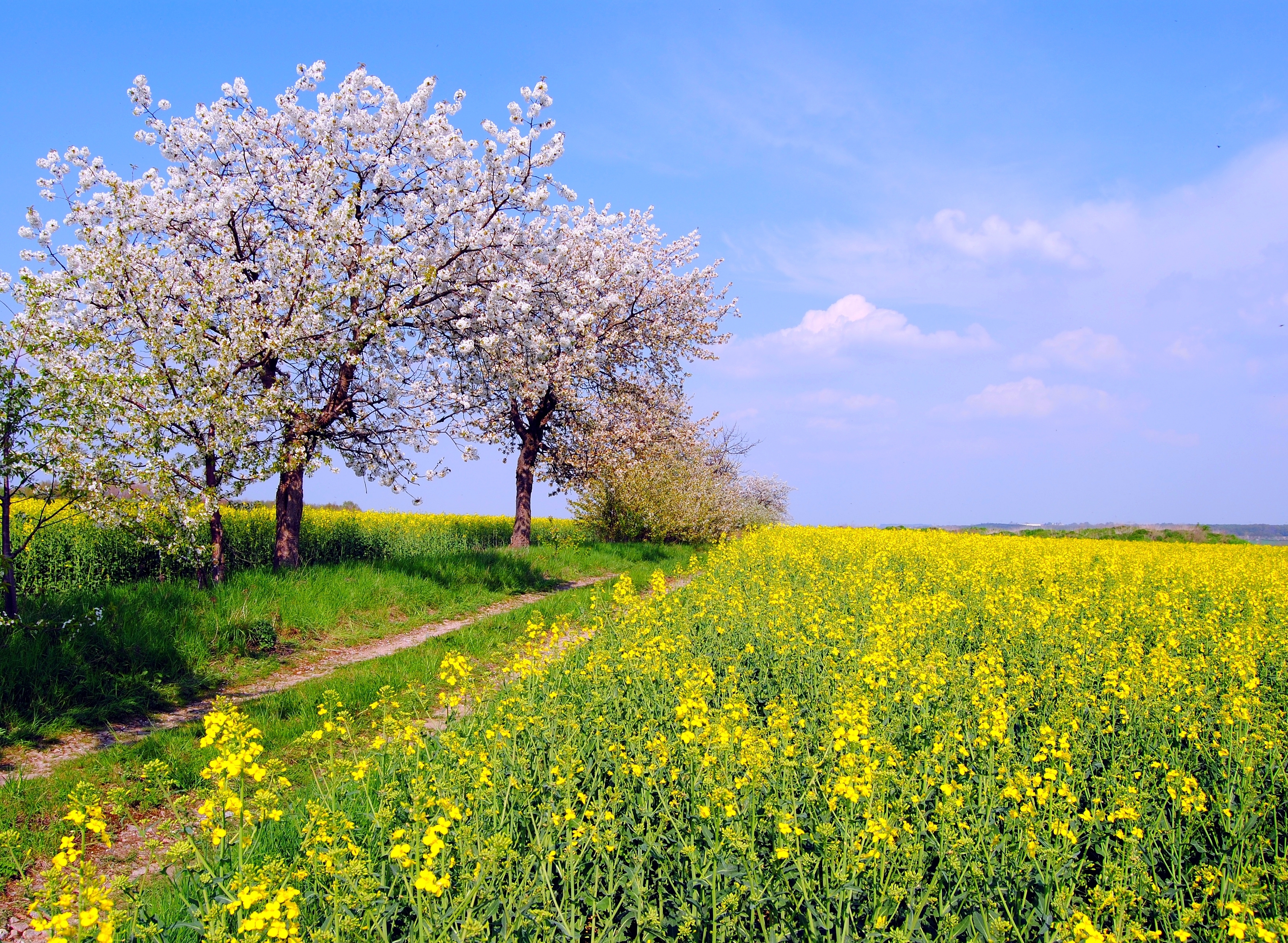 Blossom Earth Field Flower Nature Path Spring Tree Yellow Flower 3528x2586