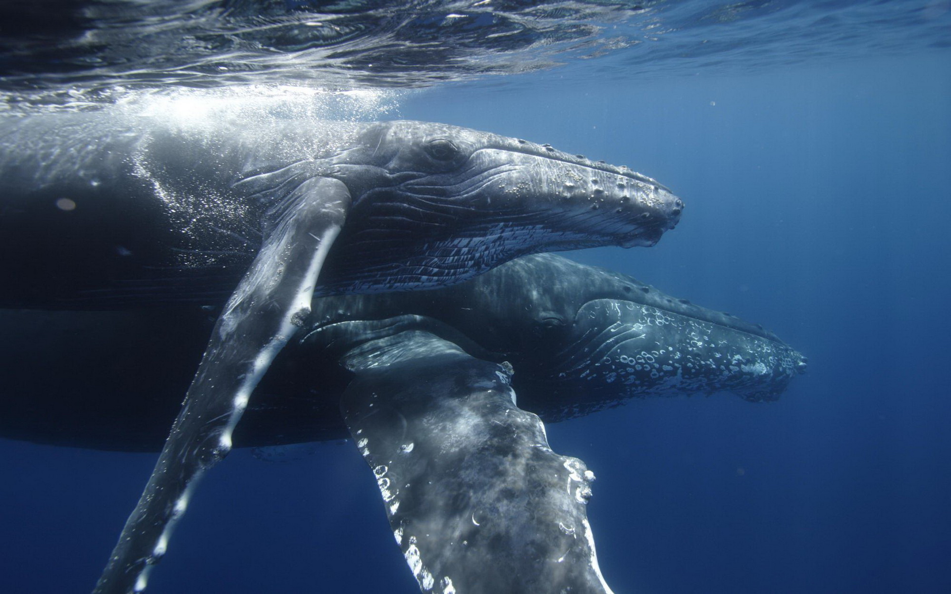 Animal Humpback Whale 1920x1200