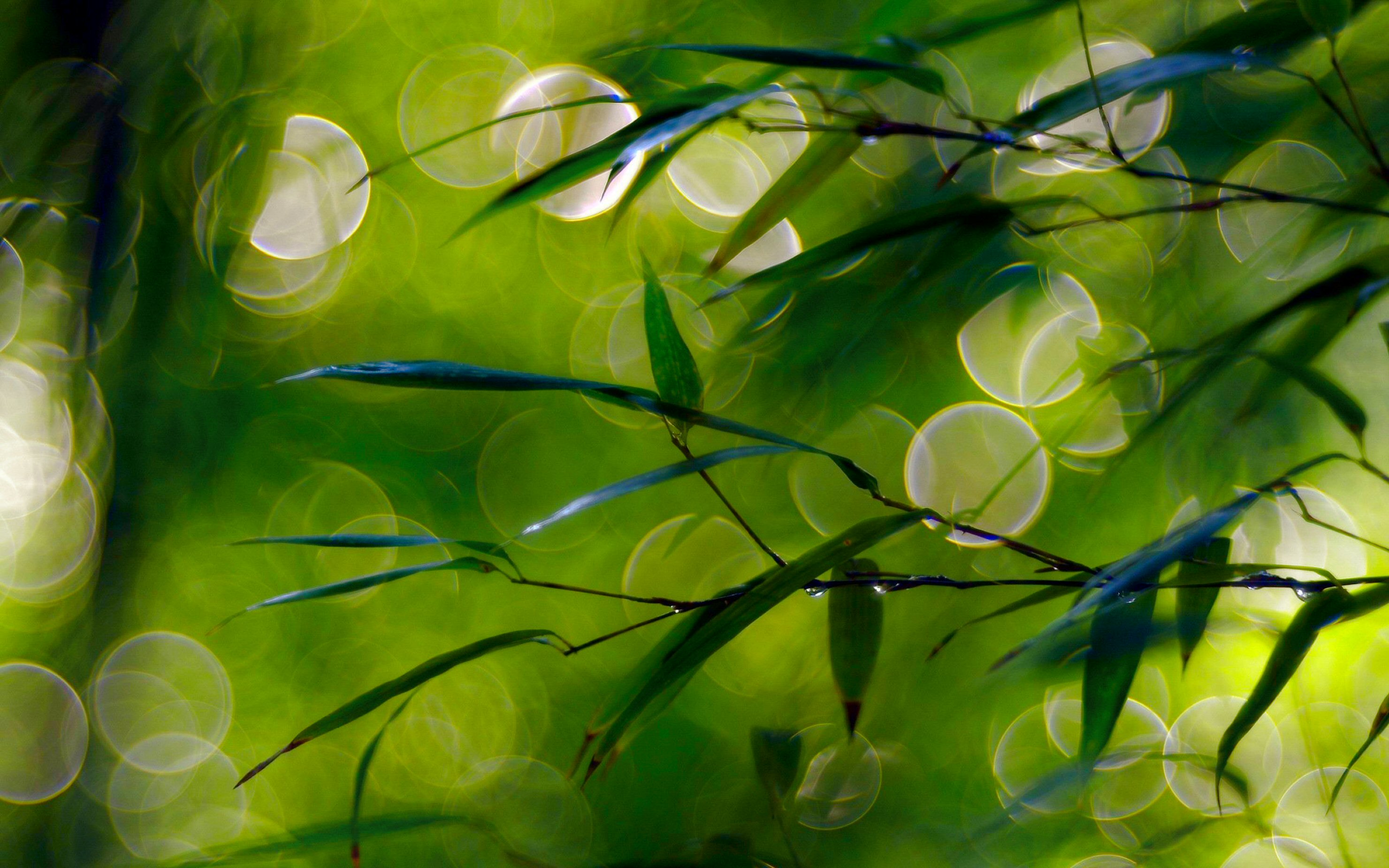 Bokeh Dew Dew Drop Green Leaf Nature Spring 2960x1850
