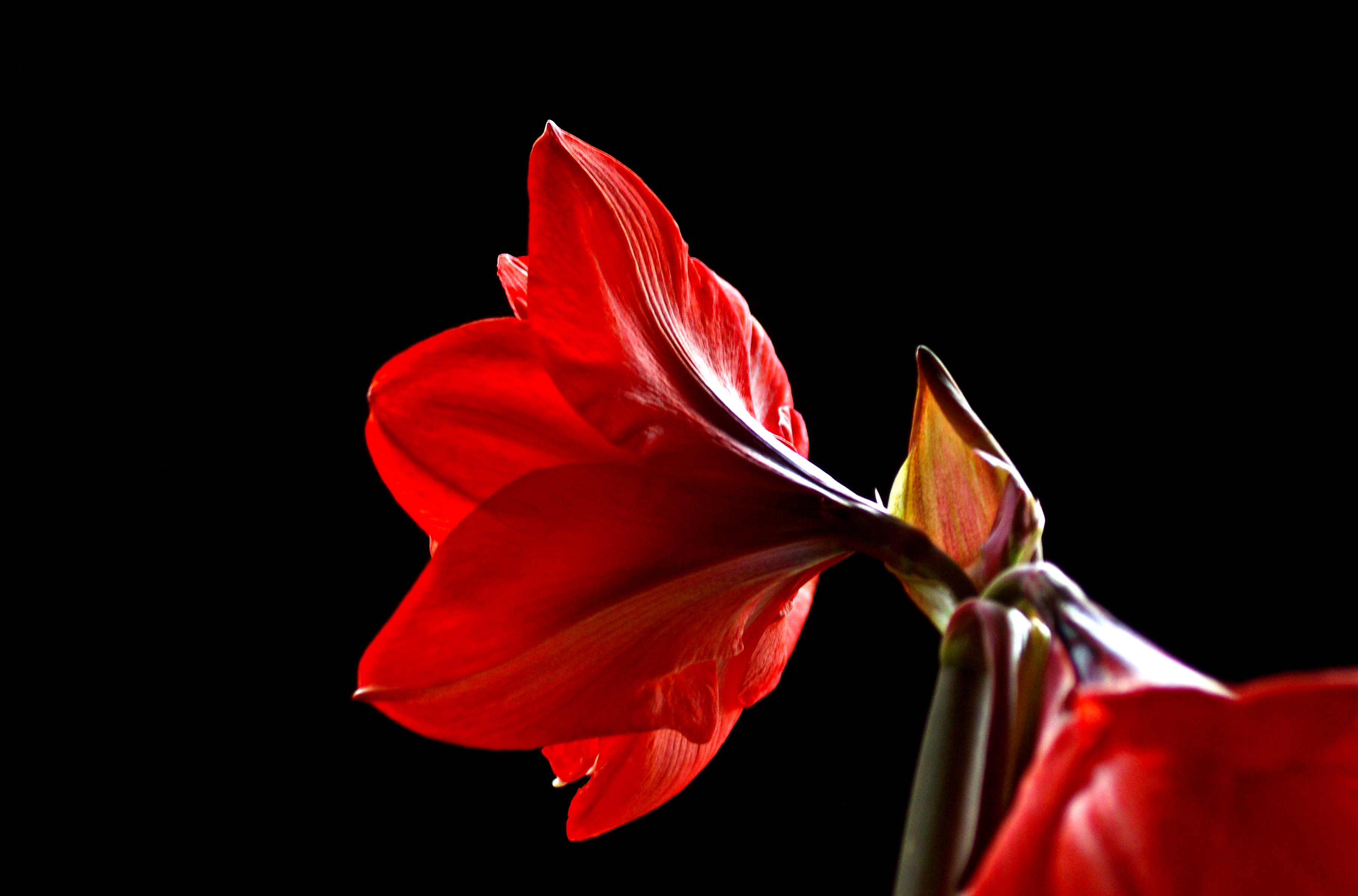 Amaryllis Bud Flower Macro Petal 3638x2400