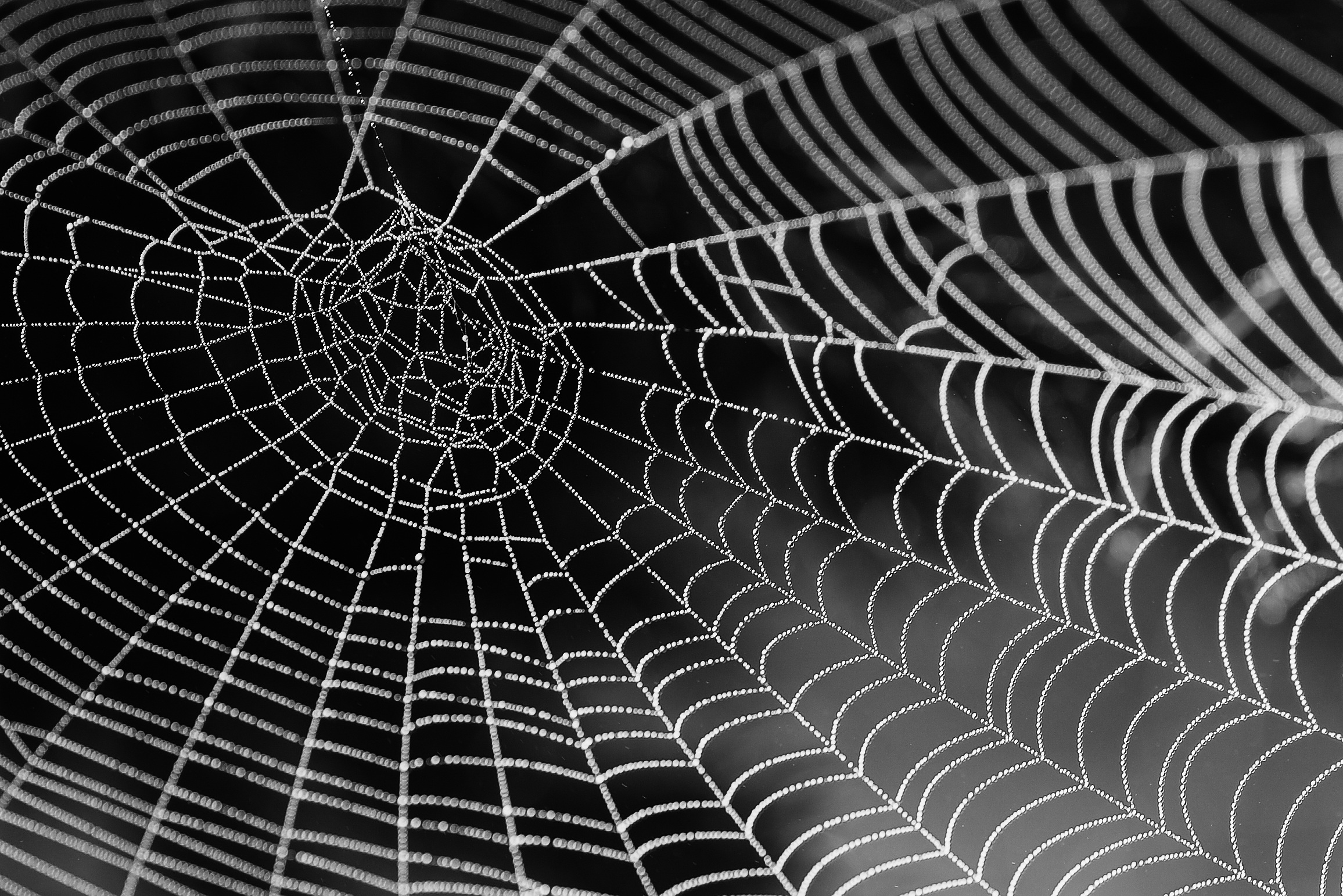 Black Amp White Close Up Spider Web 2312x1542