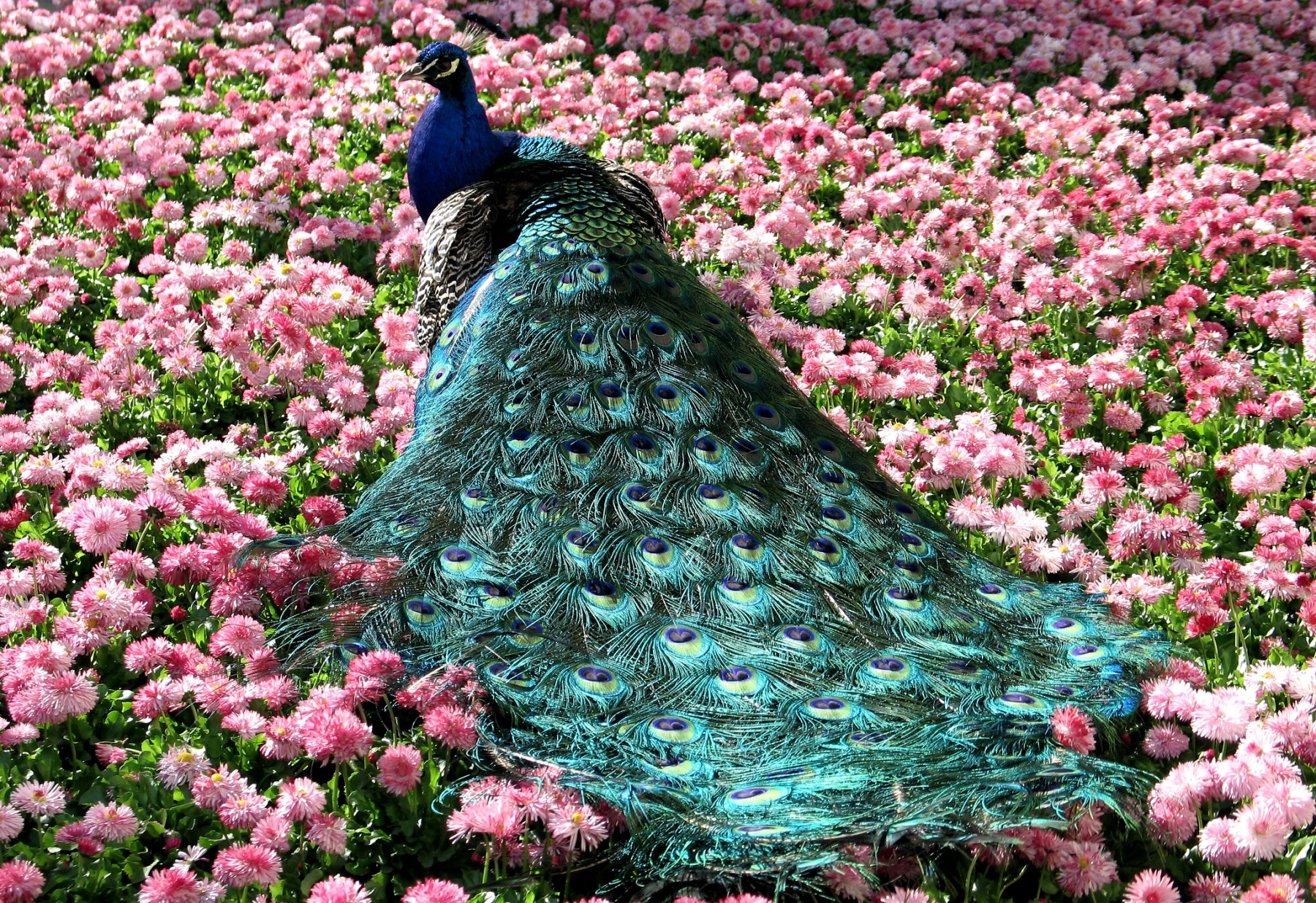 Animal Peacock 1800x1235