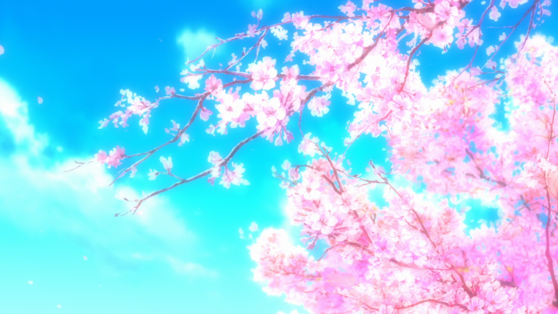 Cherry Blossom Sakura Sakura Blossom 1920x1080