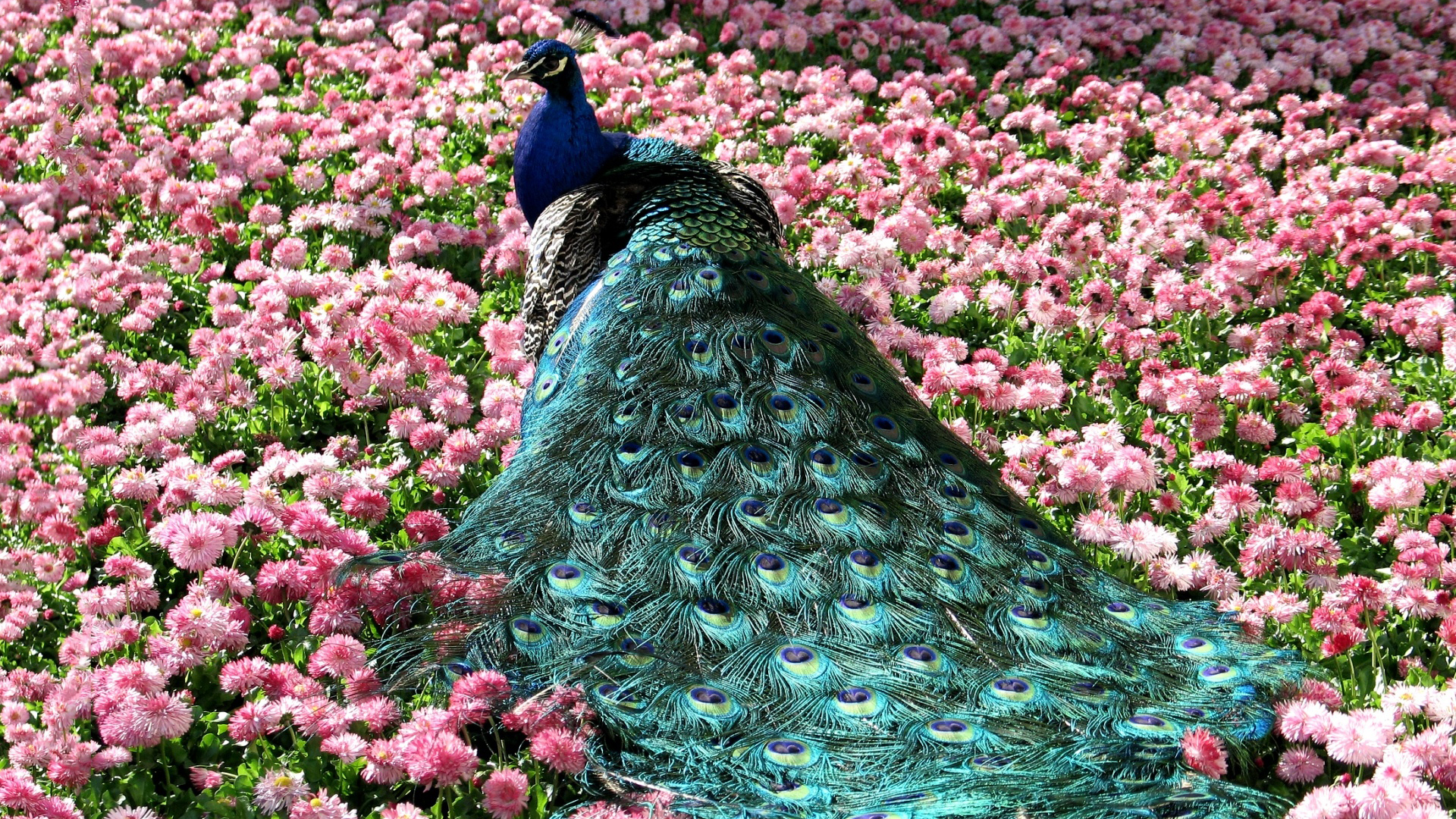 Animal Peacock 1920x1080