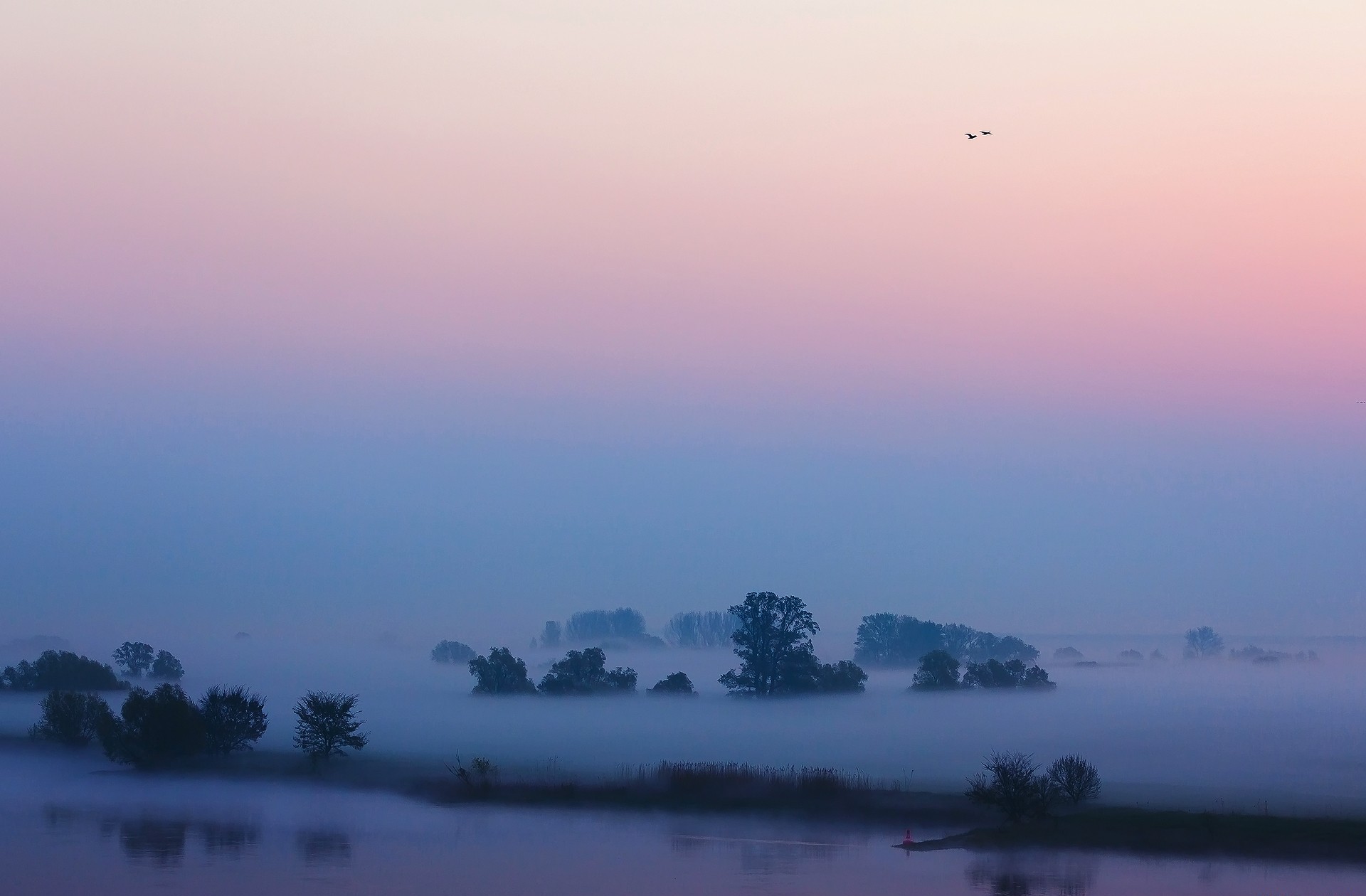 Bird Bush Dawn Flight Fog 1920x1260