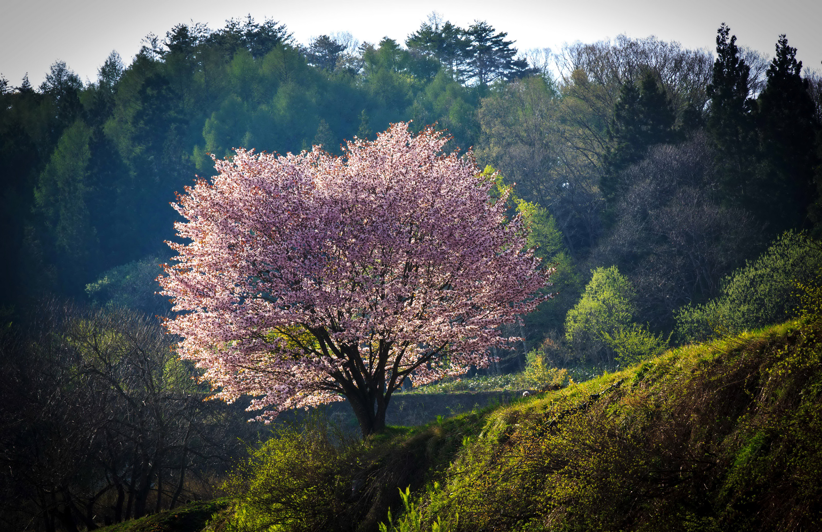 Blossom Earth Japan Mountain Pink Flower Sakura Tree 3200x2070