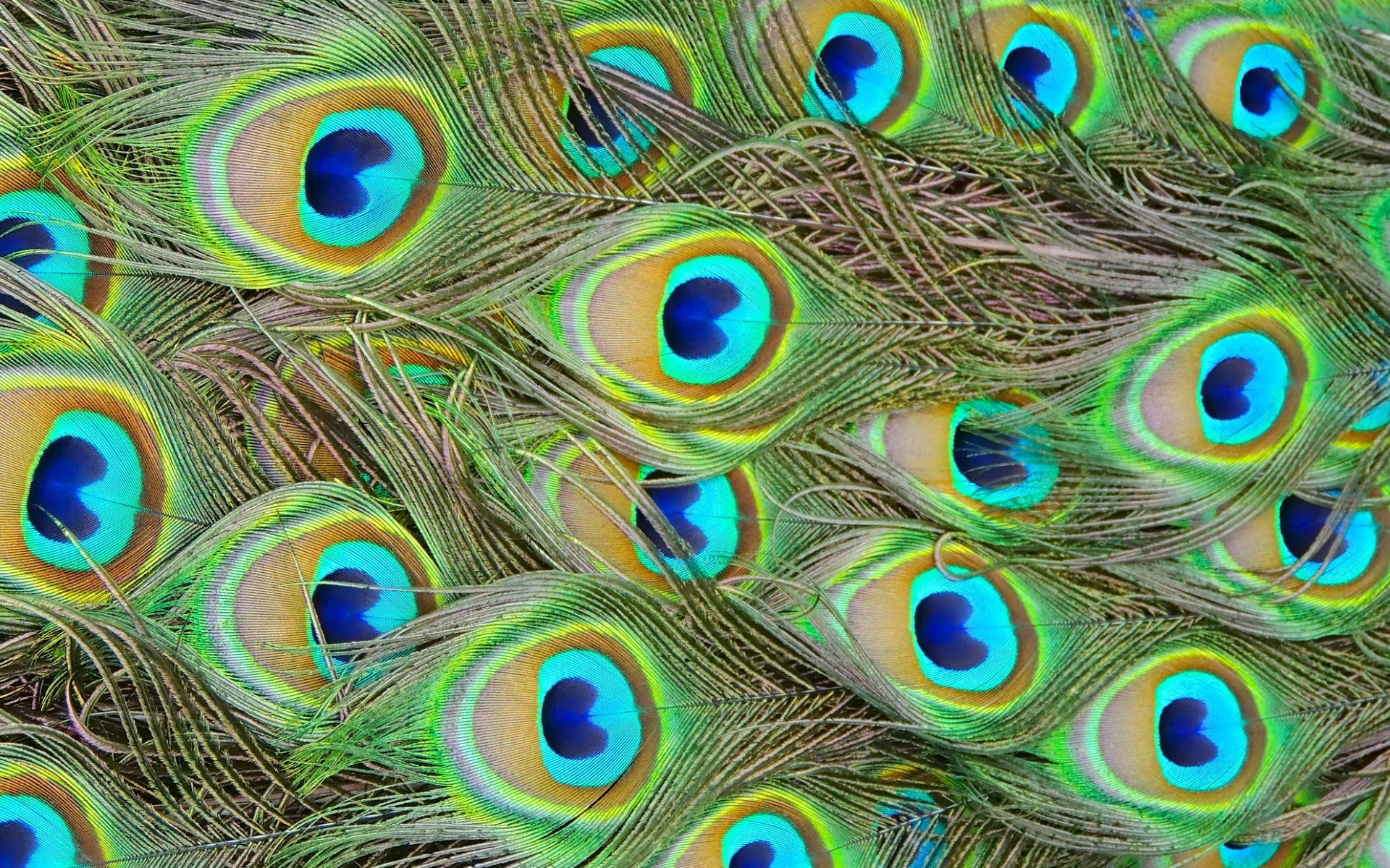 Animal Colorful Feather Peacock 1920x1200