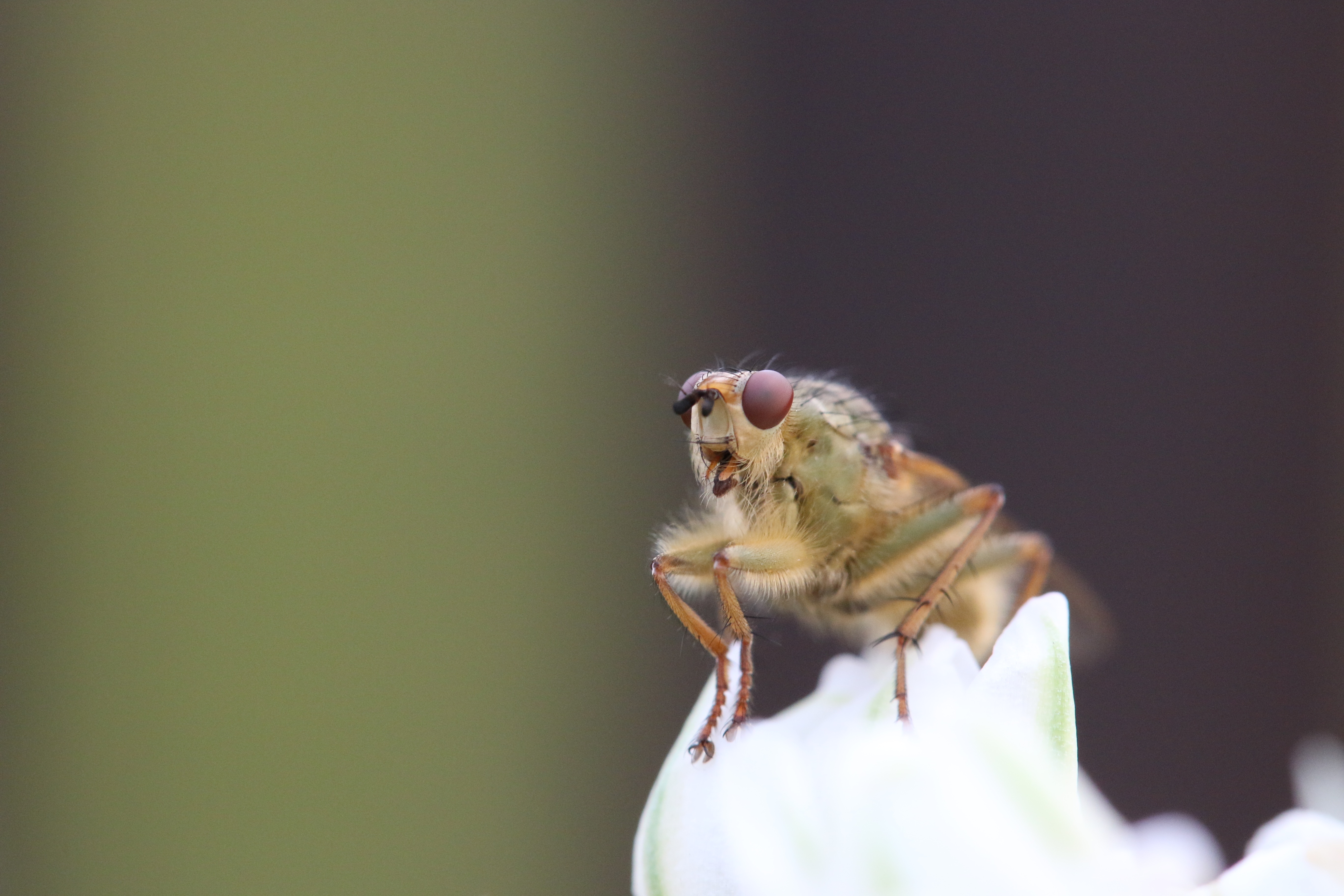 Fly Insect Macro 5472x3648
