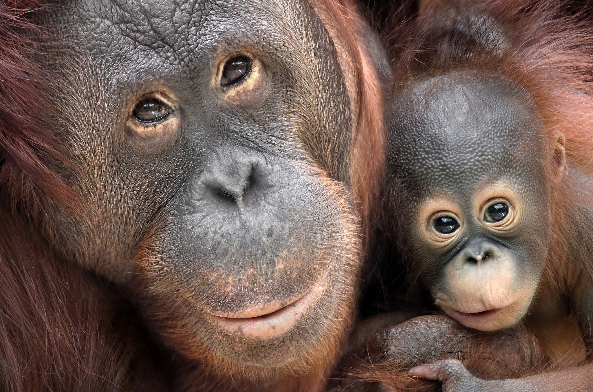 Baby Animal Monkey Orangutan Primate 2048x1354