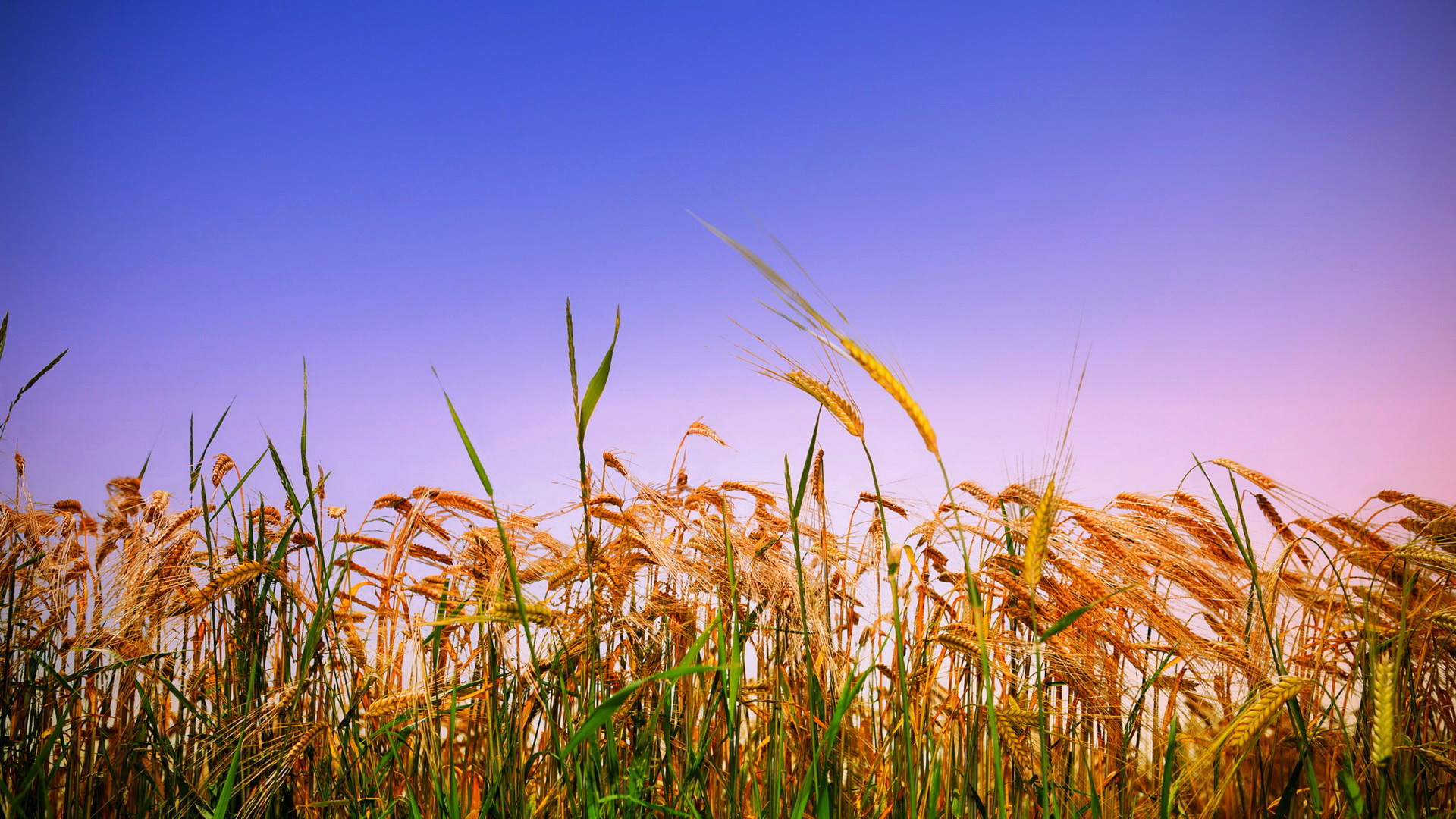 Earth Cornfield 1920x1080