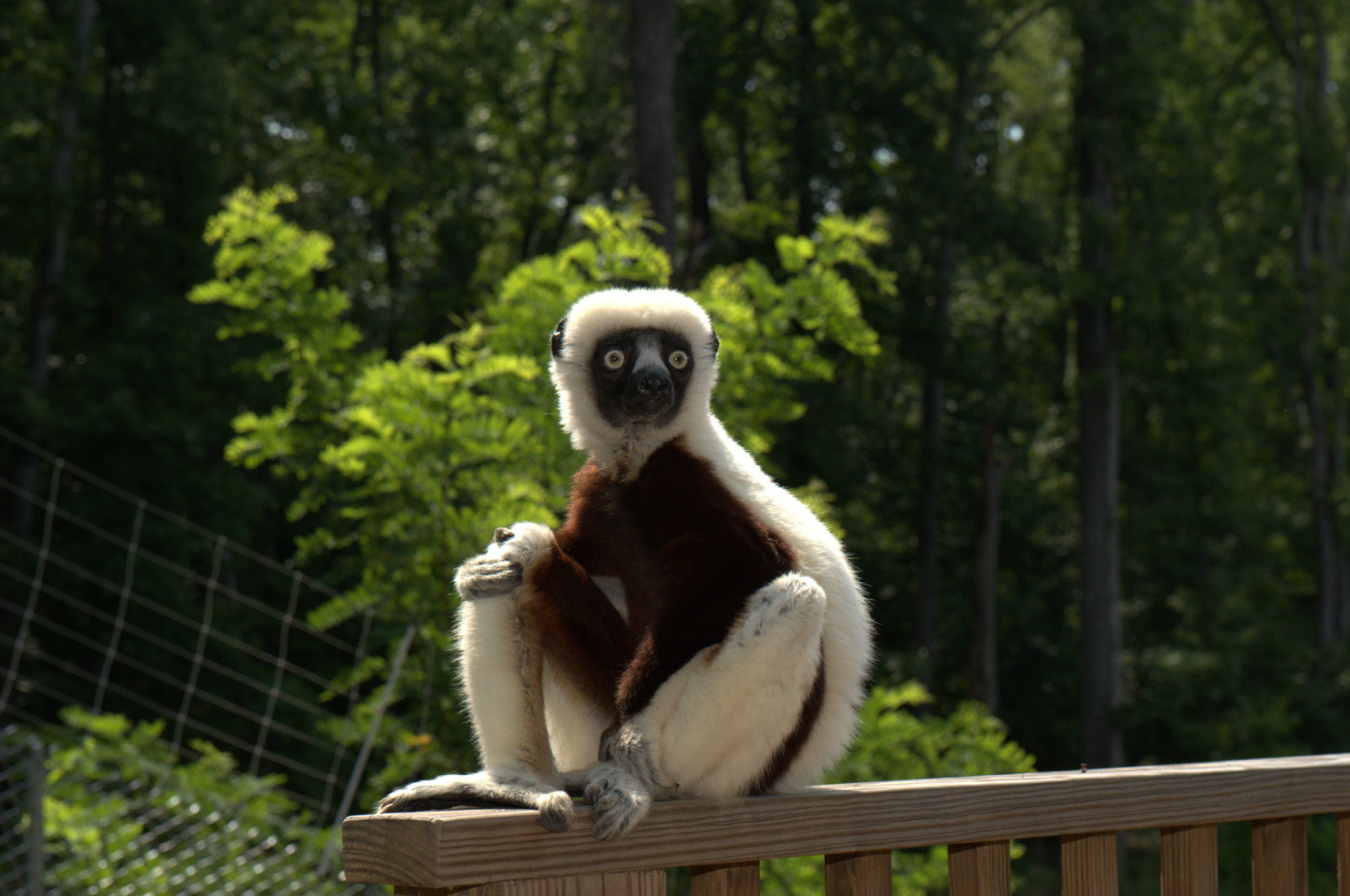 Animal Lemur 2499x1659