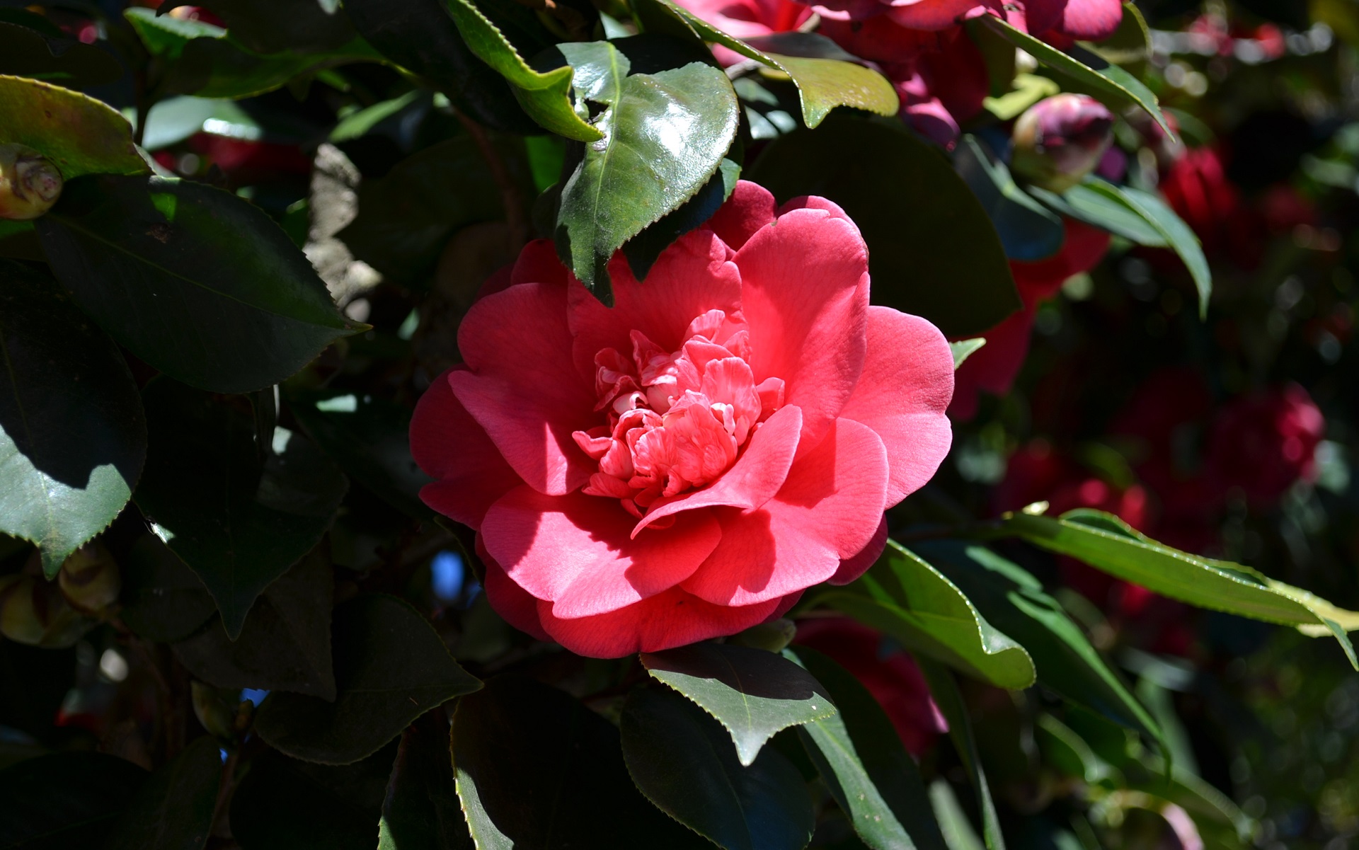 Camellia Flower Nature Red Flower 1920x1201