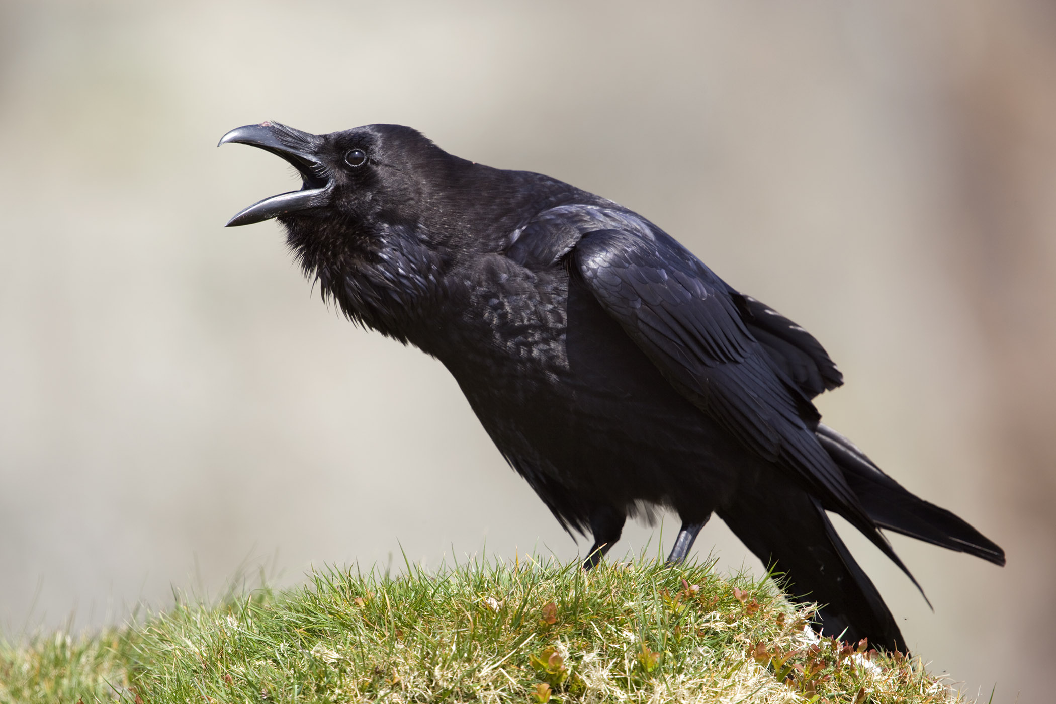Animal Bird Raven 2100x1400