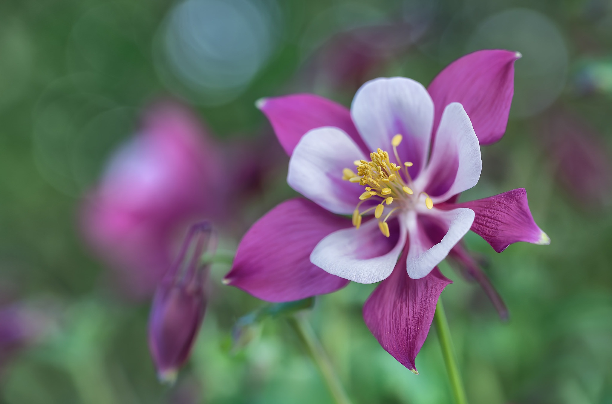 Bokeh Columbine Flower Macro Nature Purple Flower 2048x1352