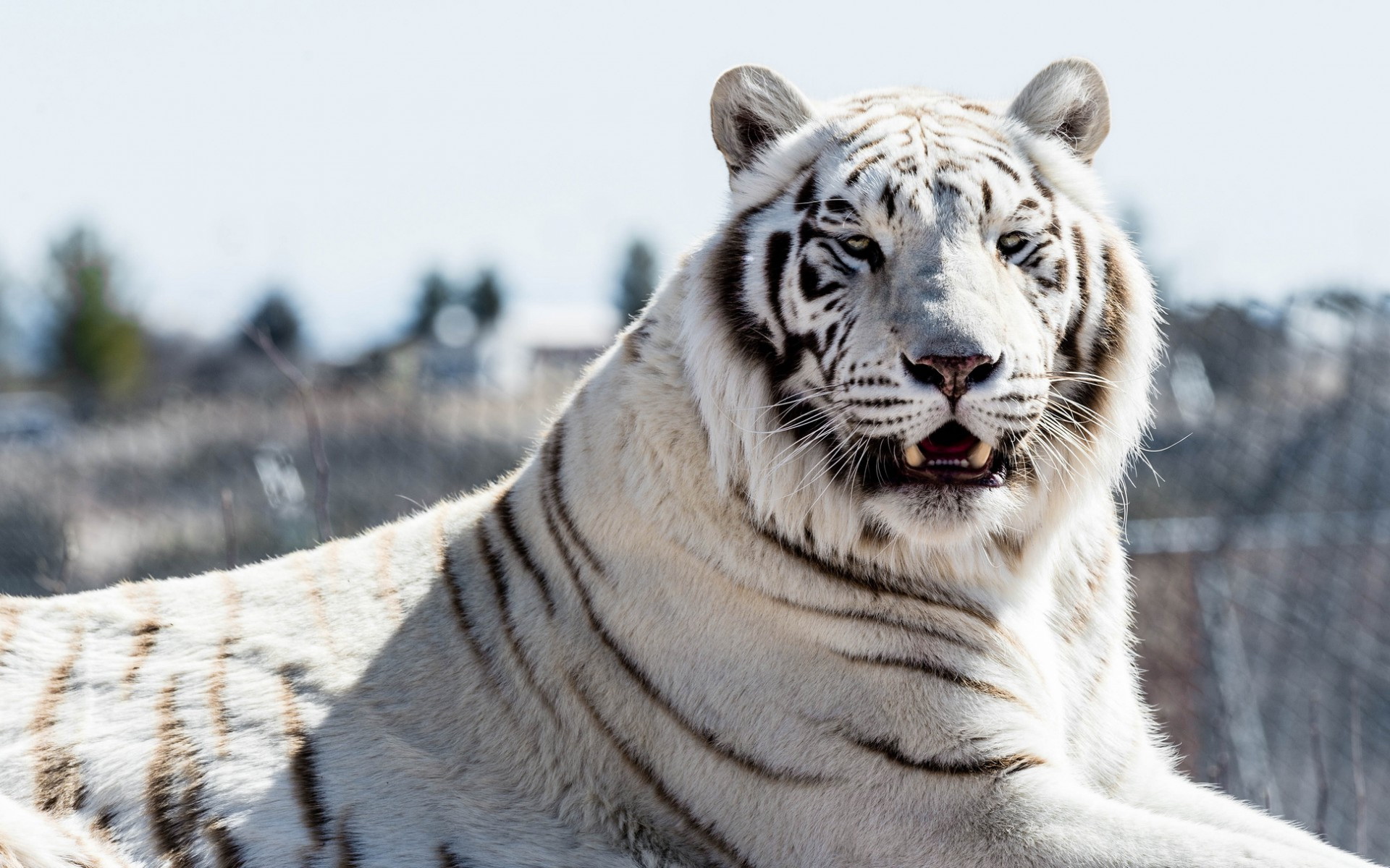 Animal White Tiger 1920x1200