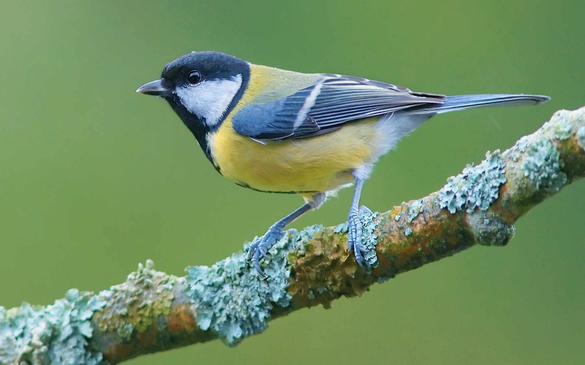 Bird Titmouse 1920x1200