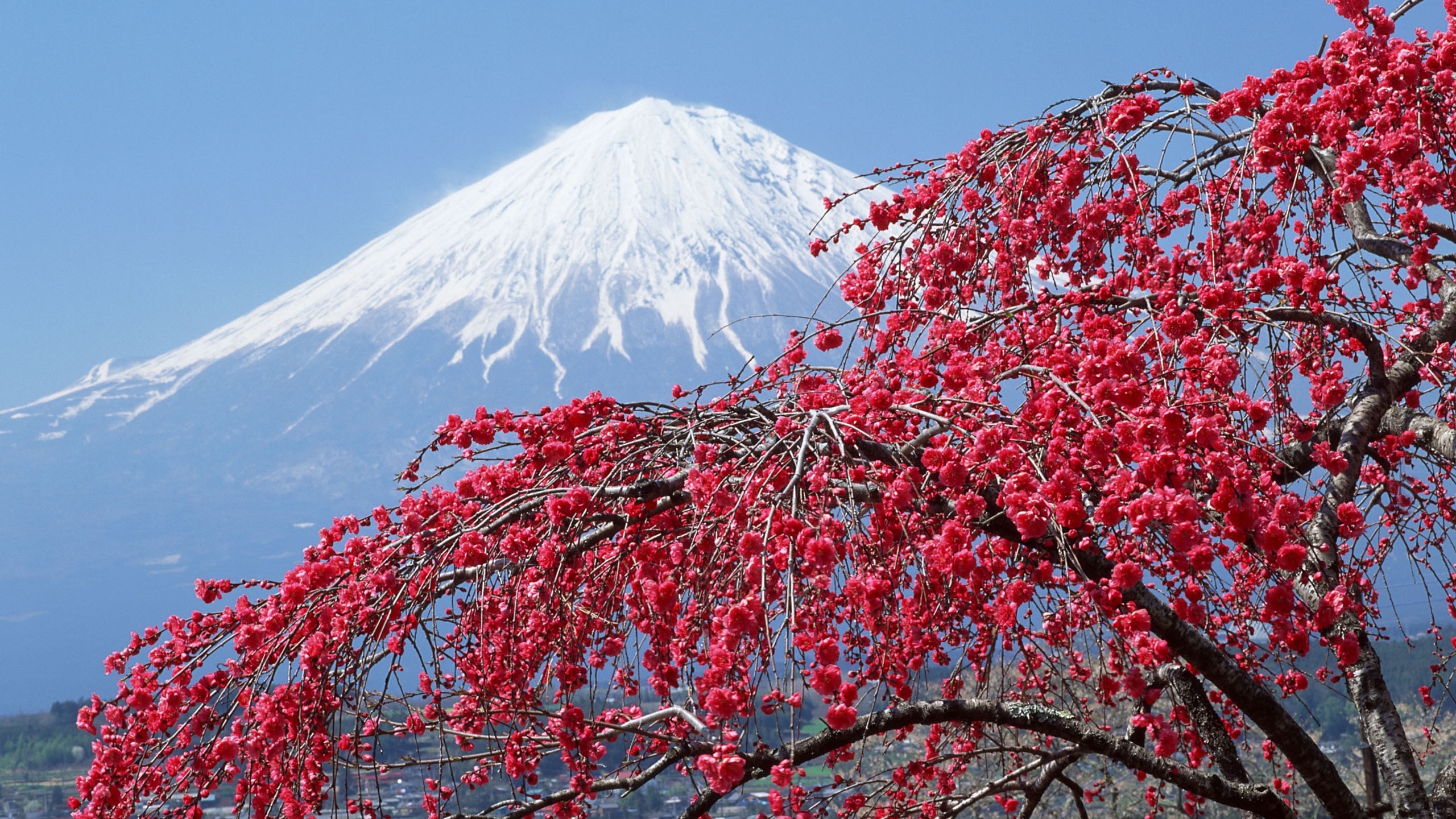 Blossom Japan Mount Fuji Volcano 2560x1440