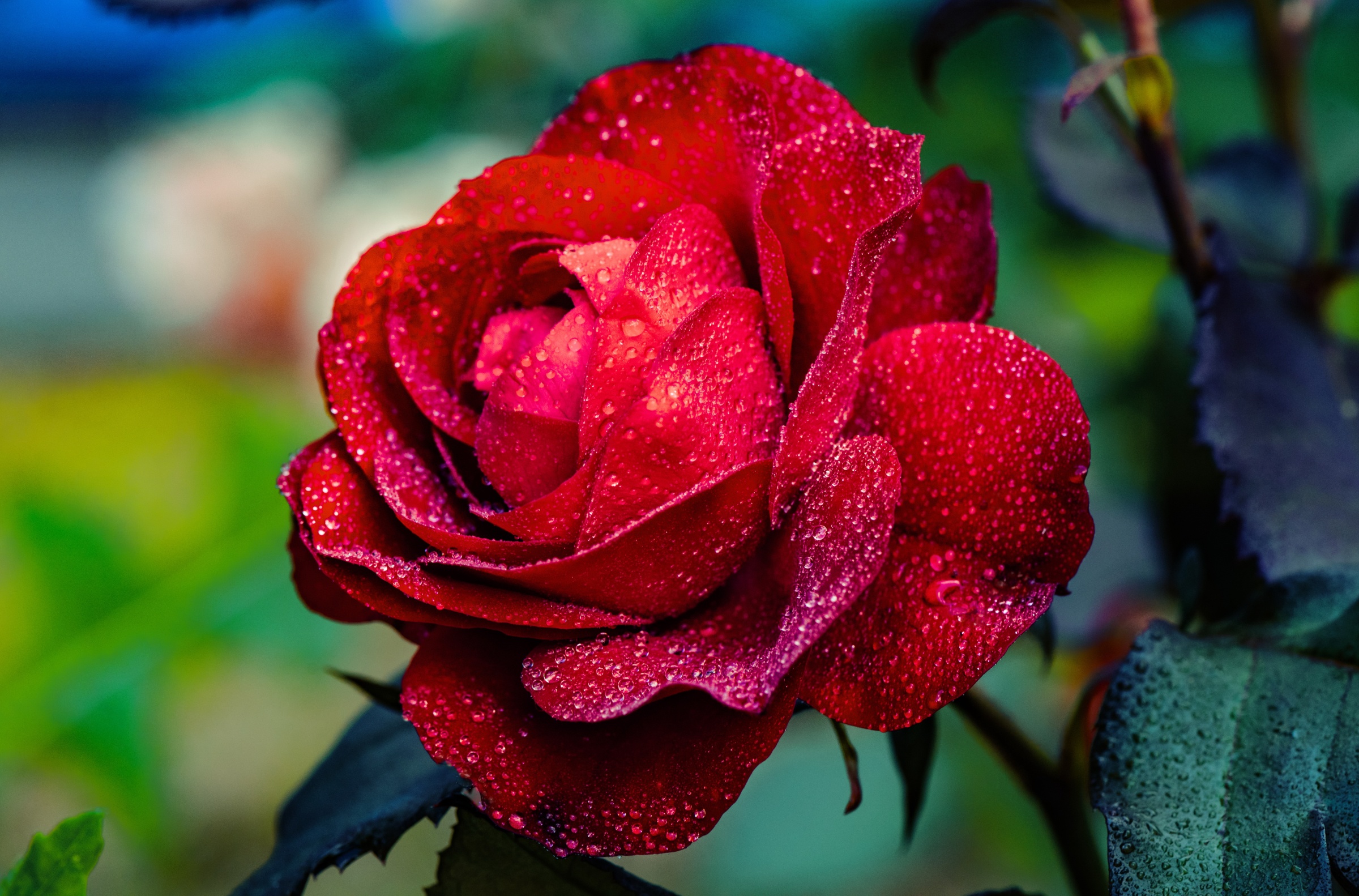 Dew Drop Flower Red Flower Red Rose Rose 2400x1582