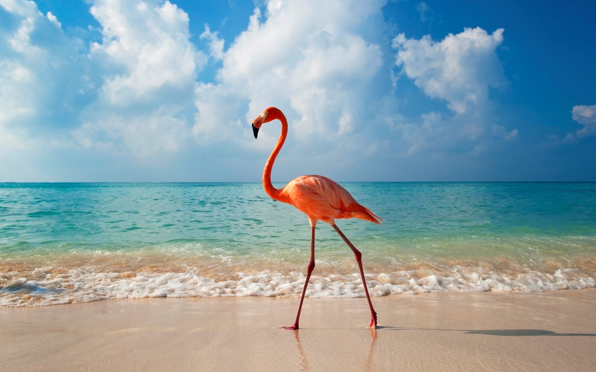 Animal Beach Bird Flamingo Horizon Ocean 1920x1200