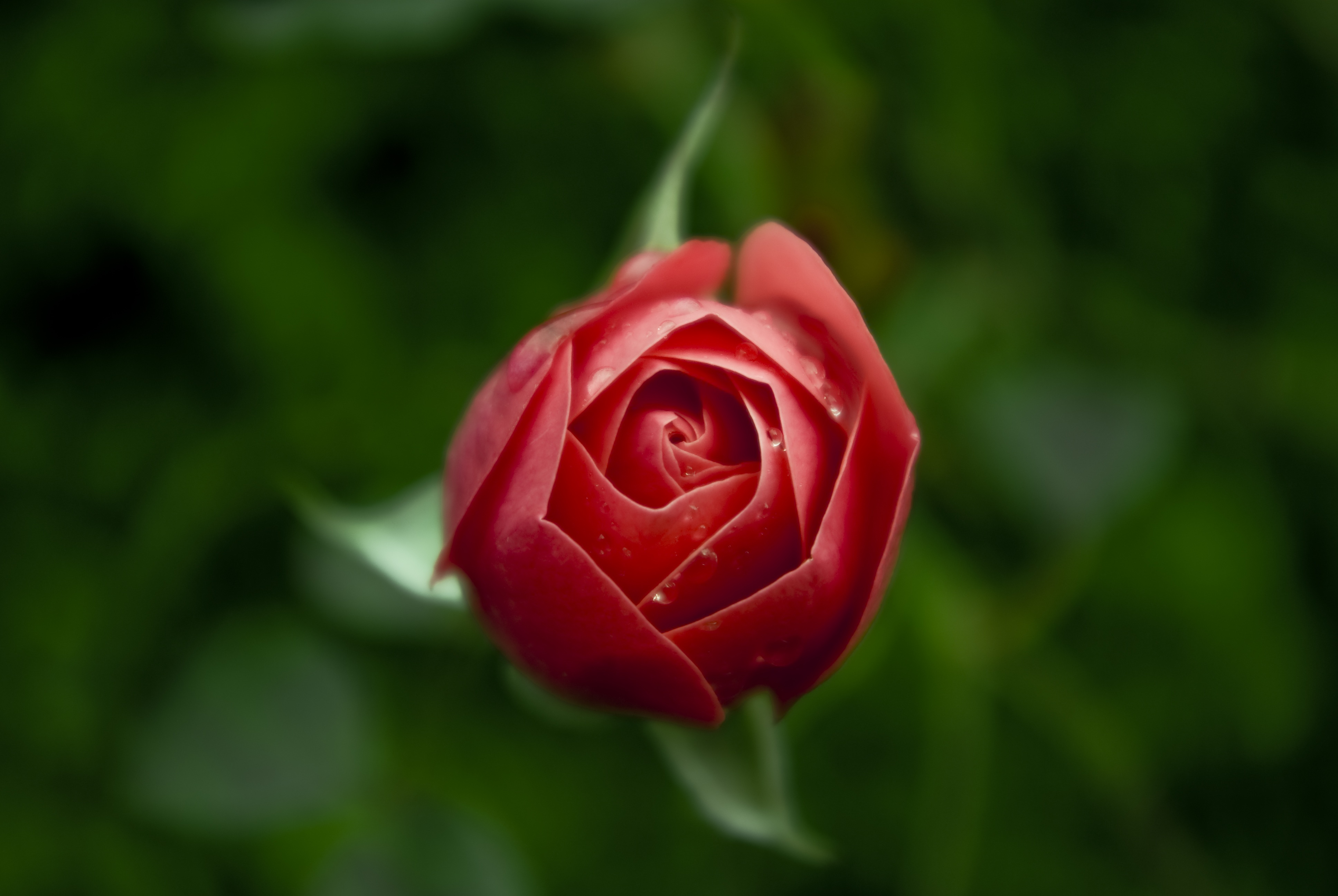 Bud Flower Red Flower Red Rose Rose 3872x2592