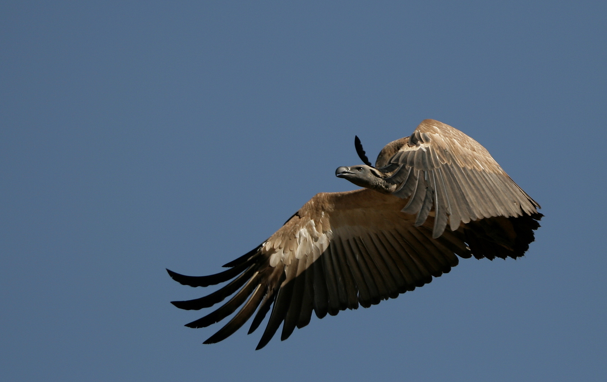 Animal Vulture 2117x1332