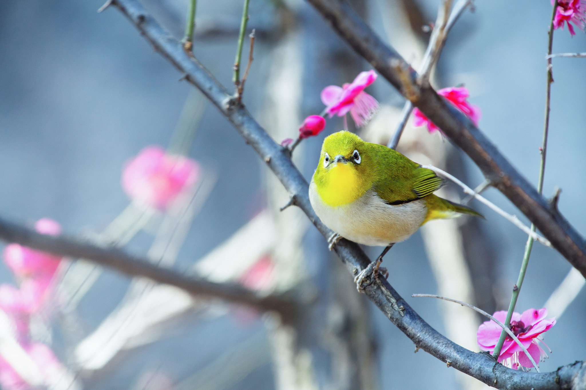 Japanese White Eye Passerine Spring 2048x1365