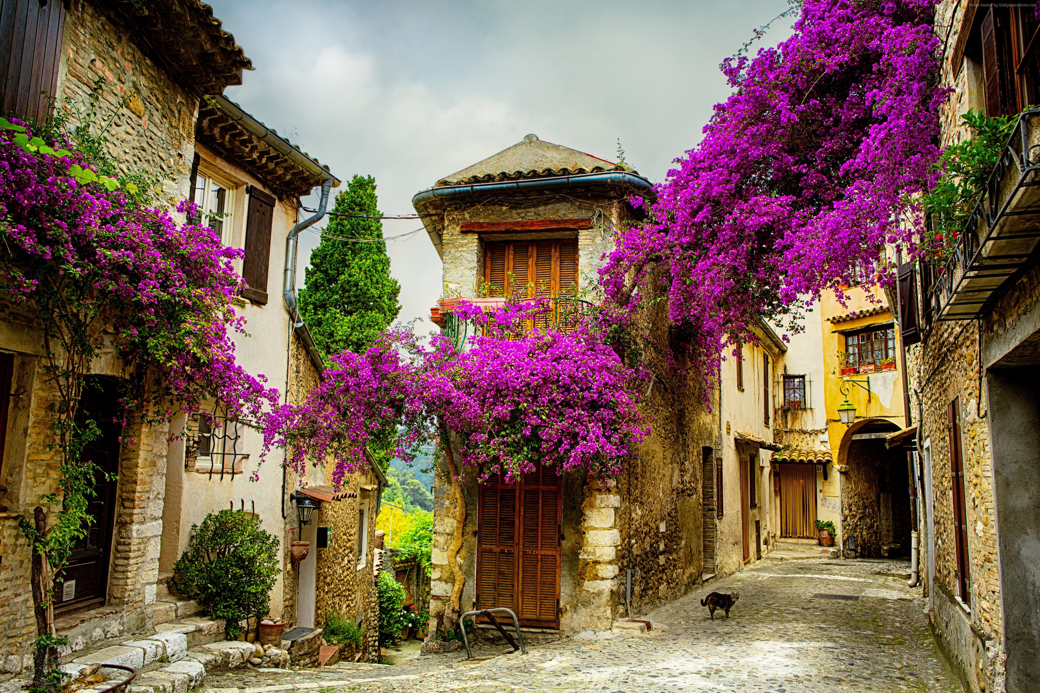Architecture Flower France Provence Purple Flower Street 3520x2345