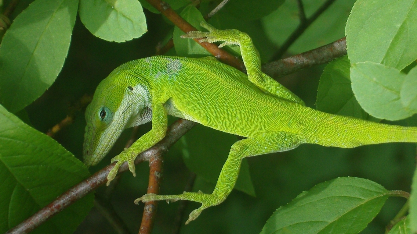Animal Anole Green Green Anole Lizard Reptile 1366x768