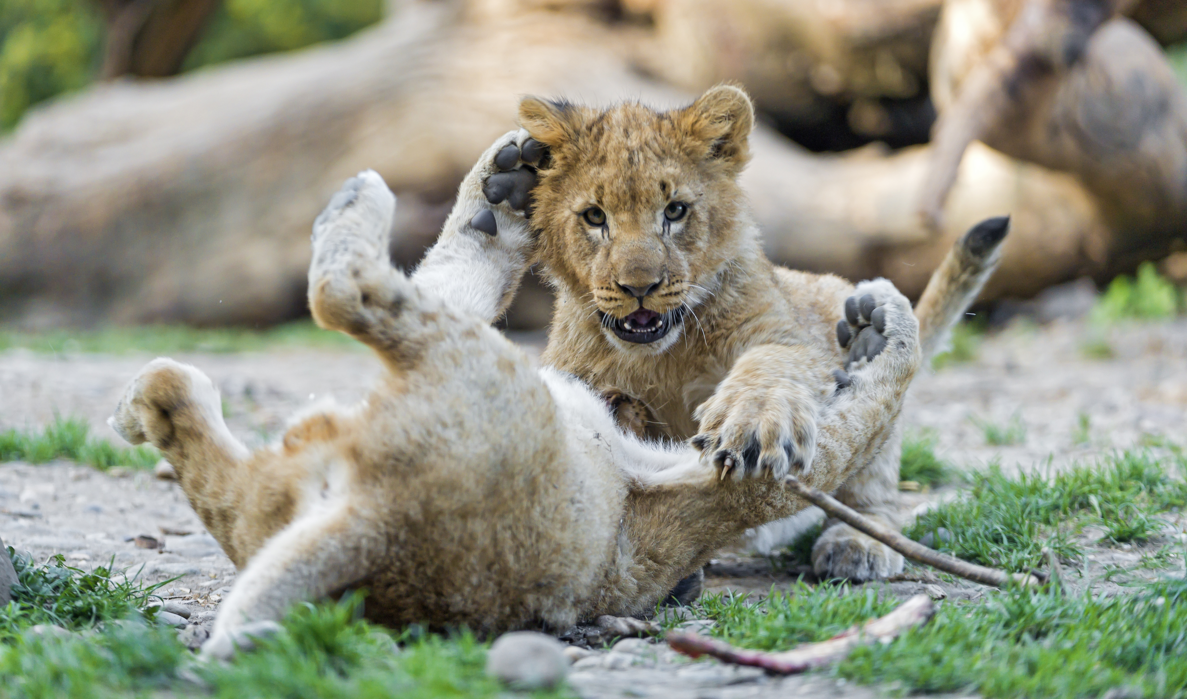 Baby Animal Big Cat Cub Lion Playing Predator Animal 4576x2695
