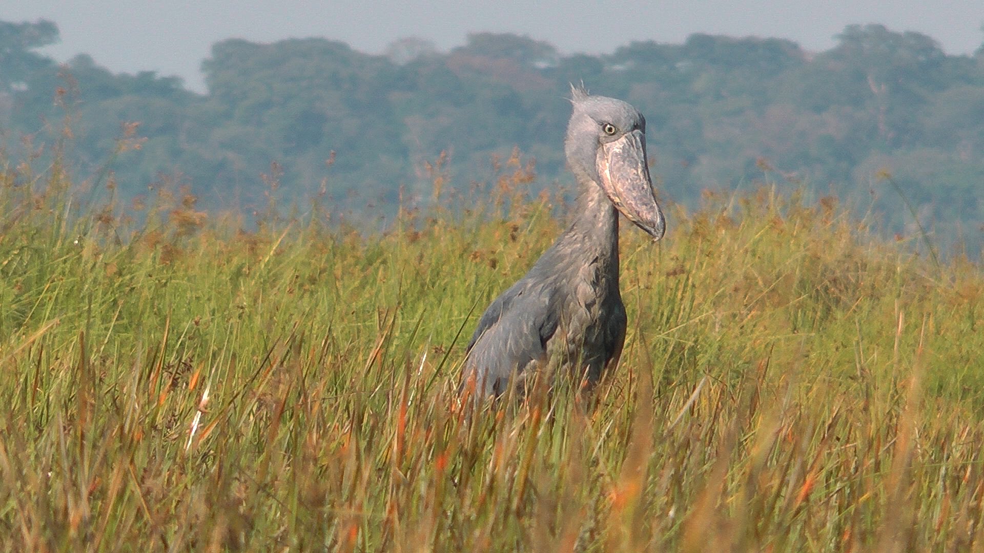 Animal Shoebill 1920x1080