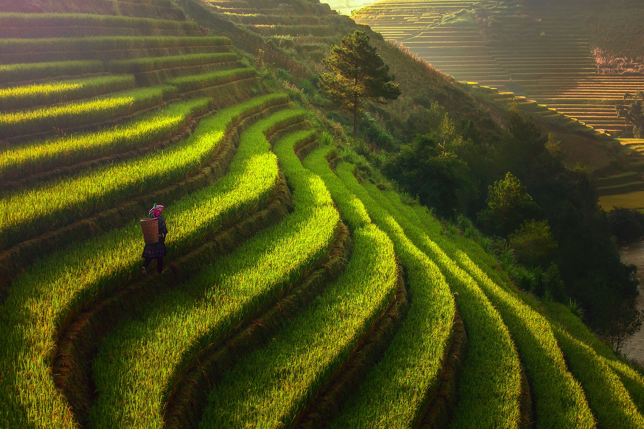 Landscape Rice Terrace Sunny 2048x1365