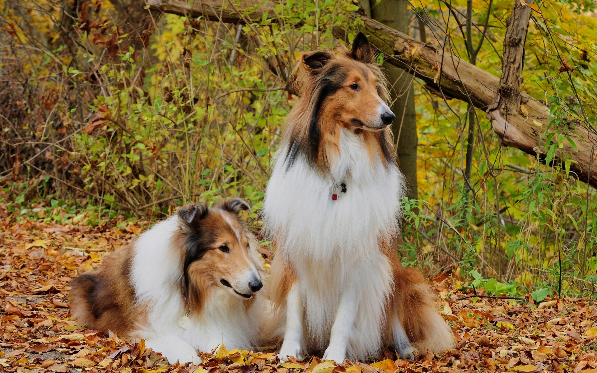 Animal Rough Collie 1920x1200