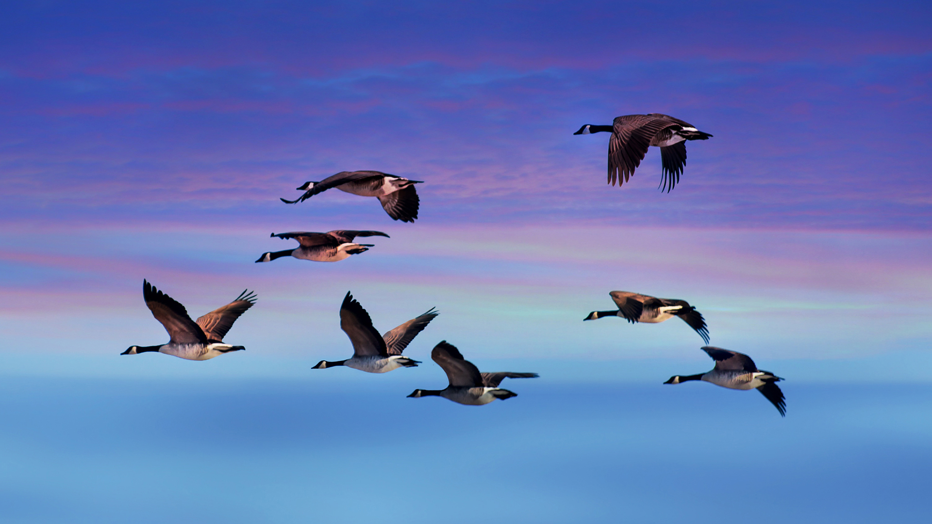 Animal Canada Goose Flying Goose Sky Sunset 1920x1080