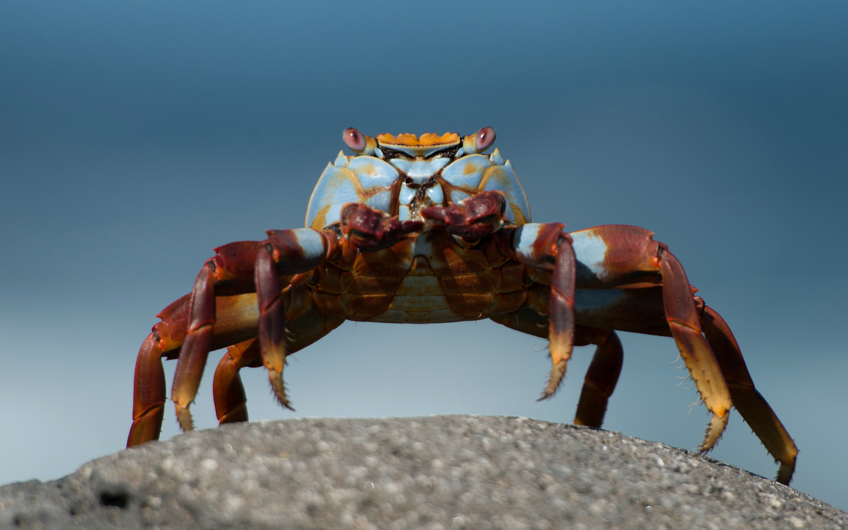 Animal Crab 1680x1050