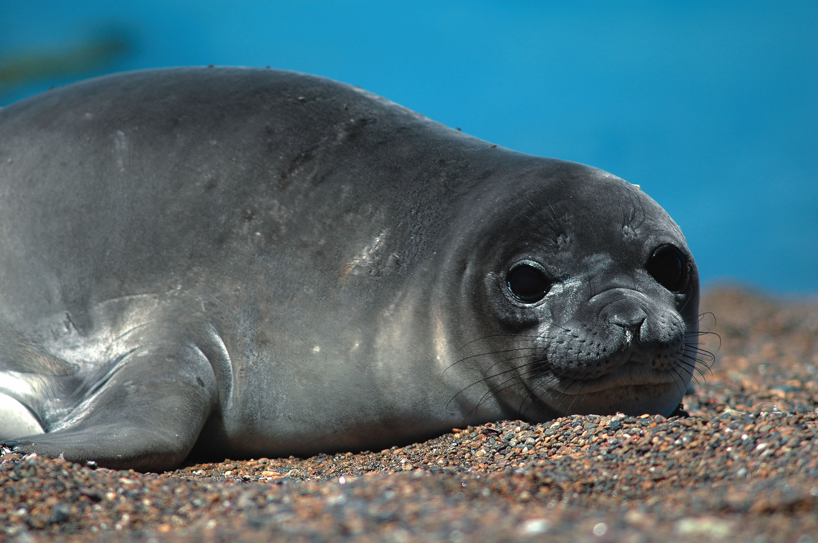 Animal Seal 2617x1740